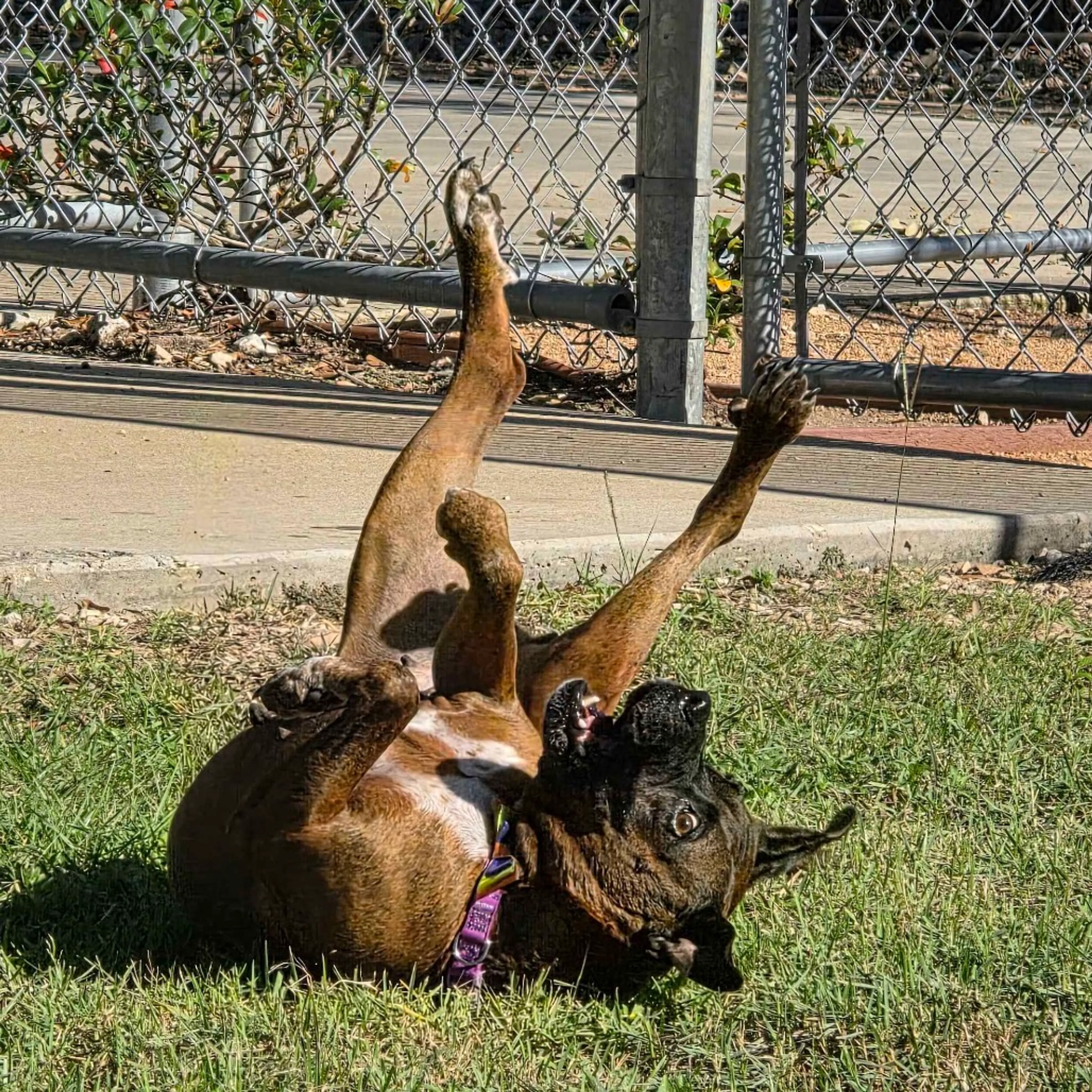 Found pet-14