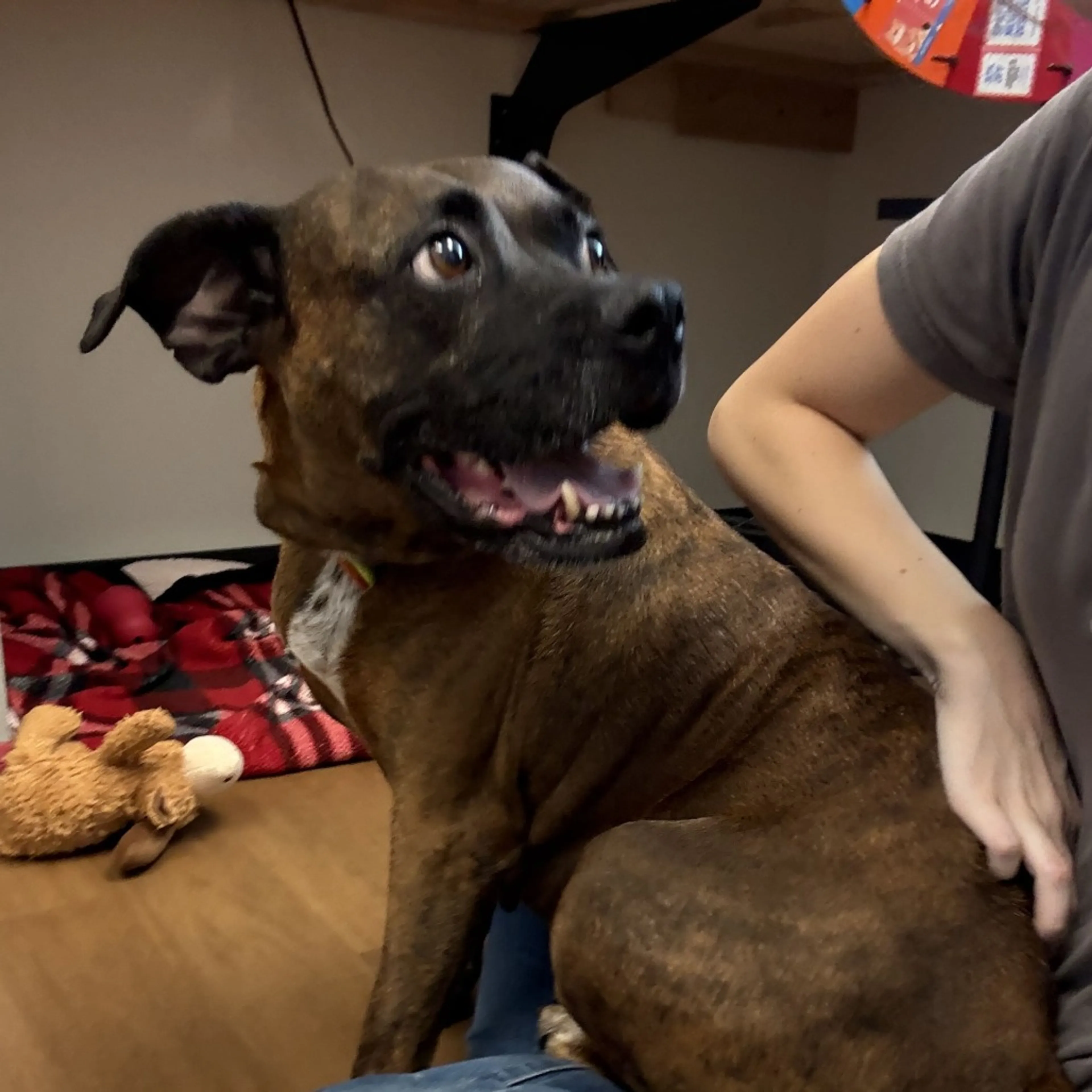 Found pet-18