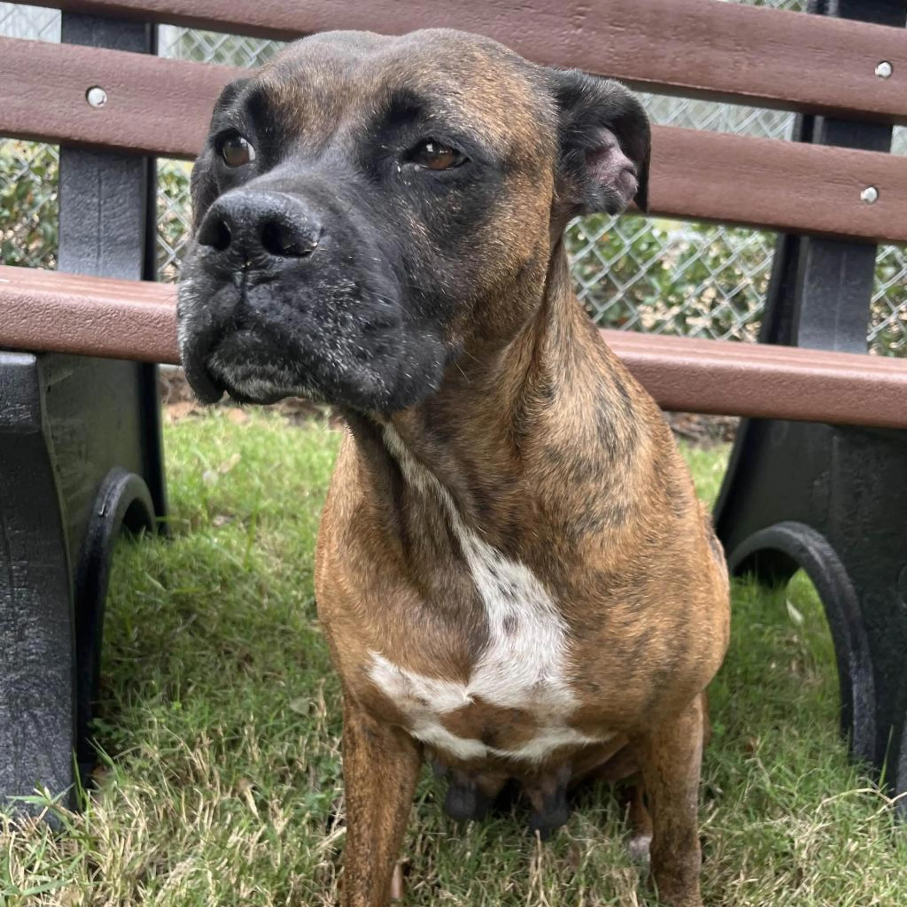 Found pet-1