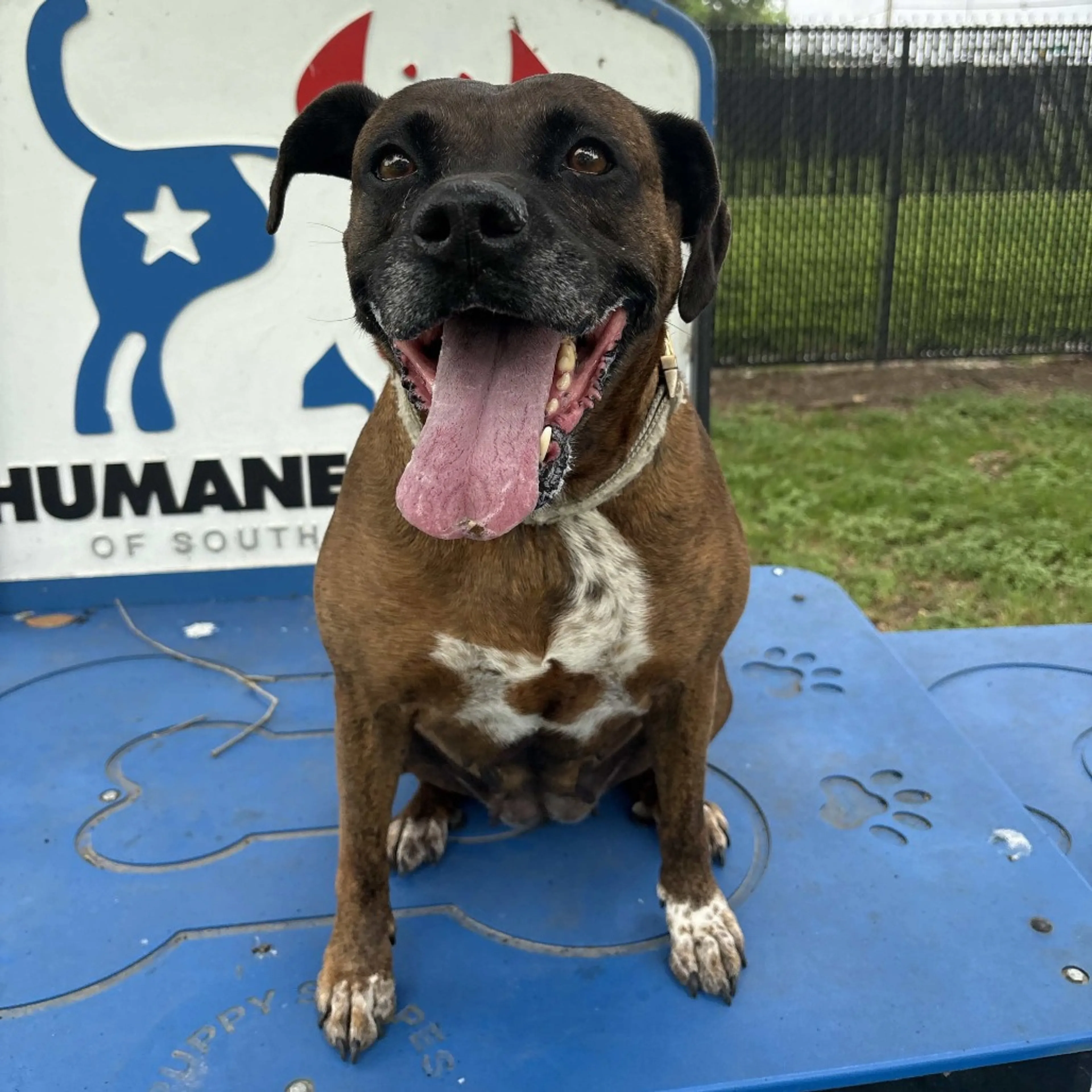 Found pet-25