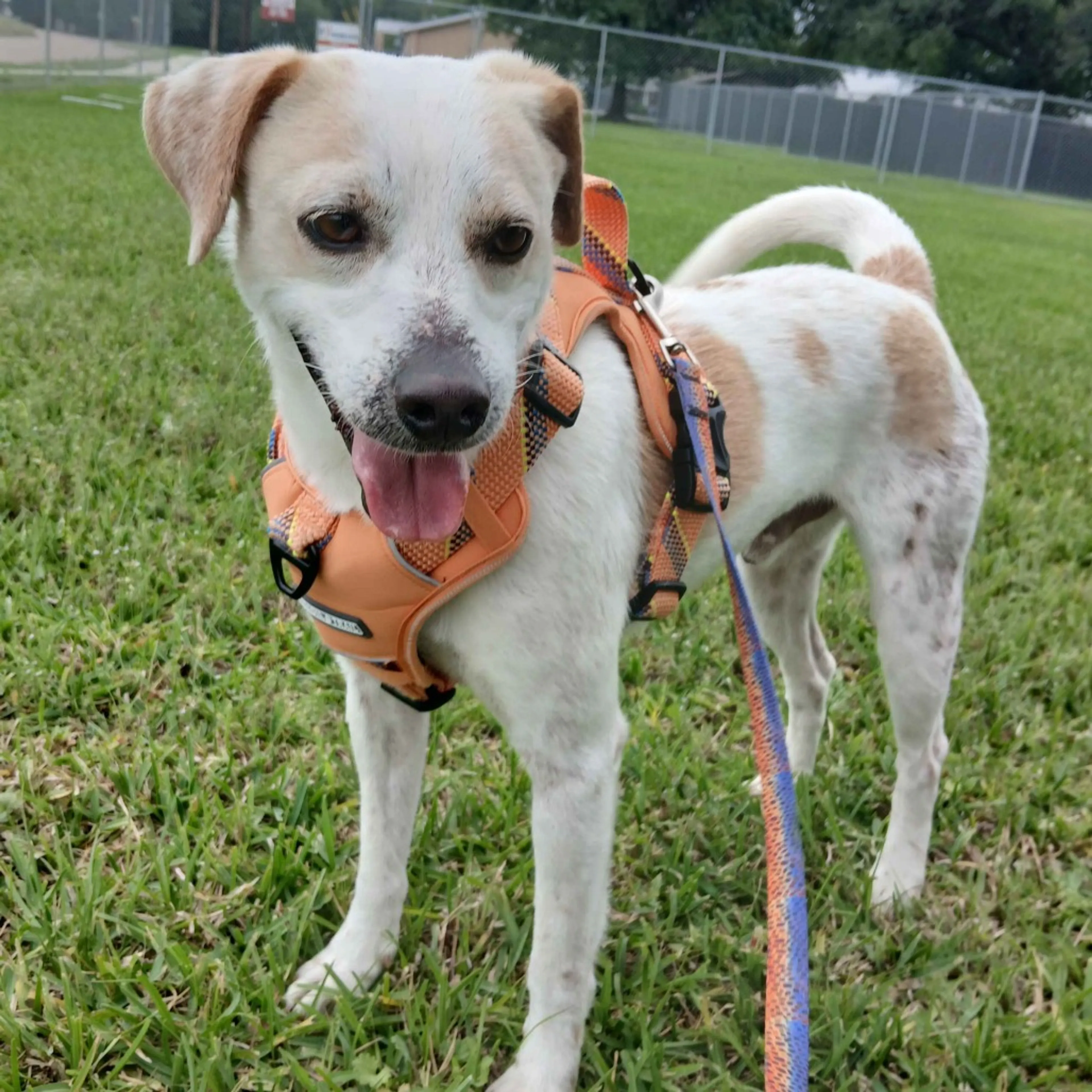 Found pet-3