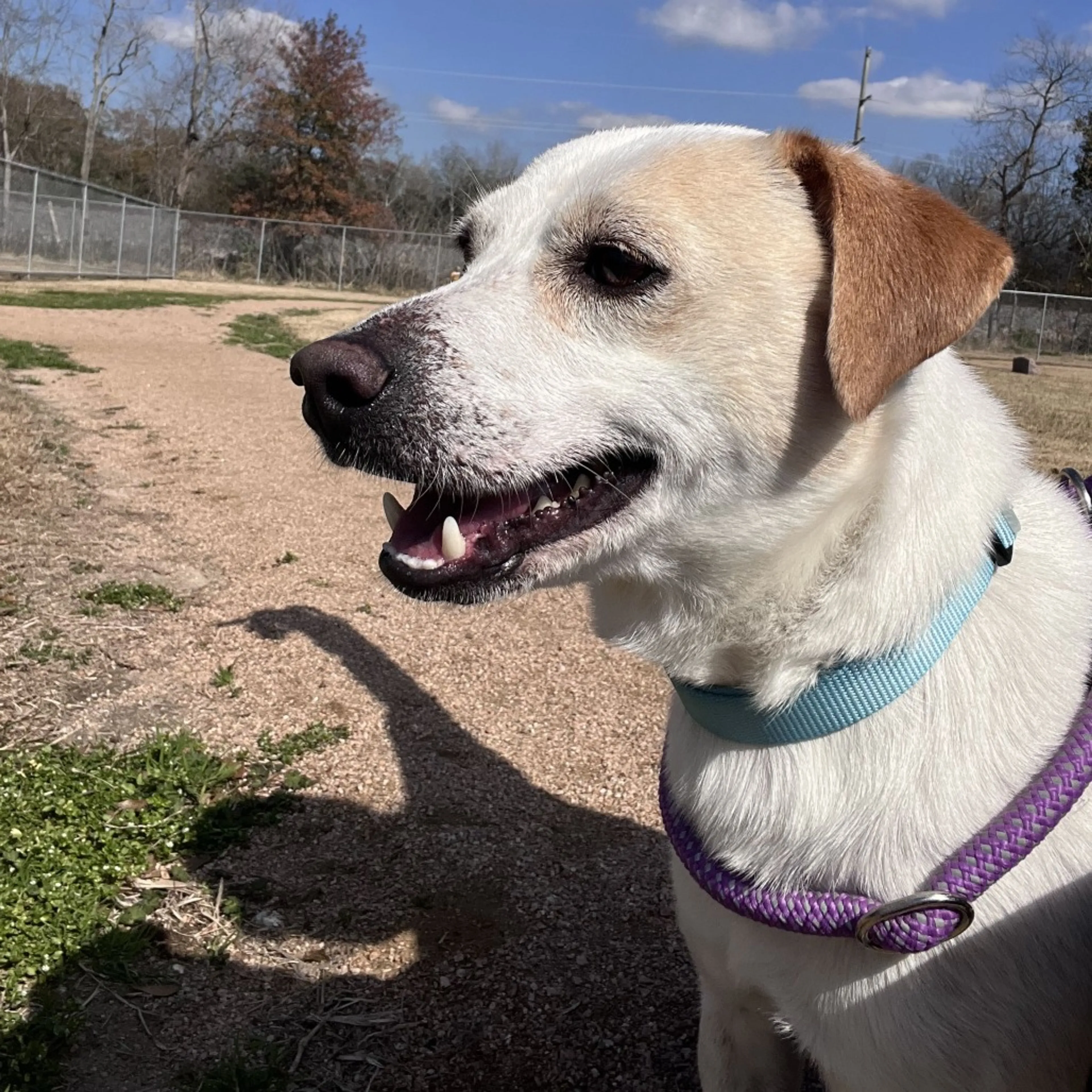 Found pet-2