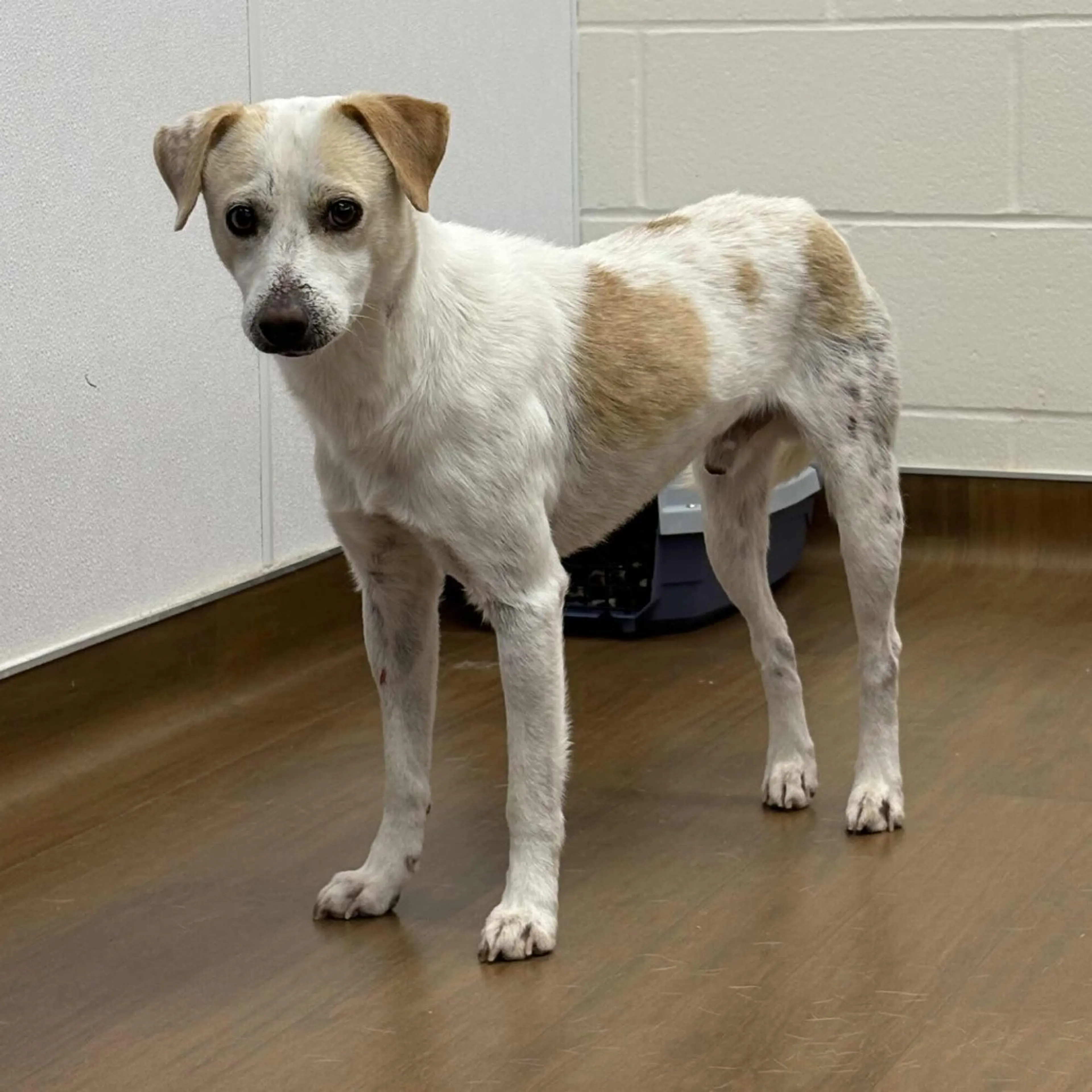 Found pet-1