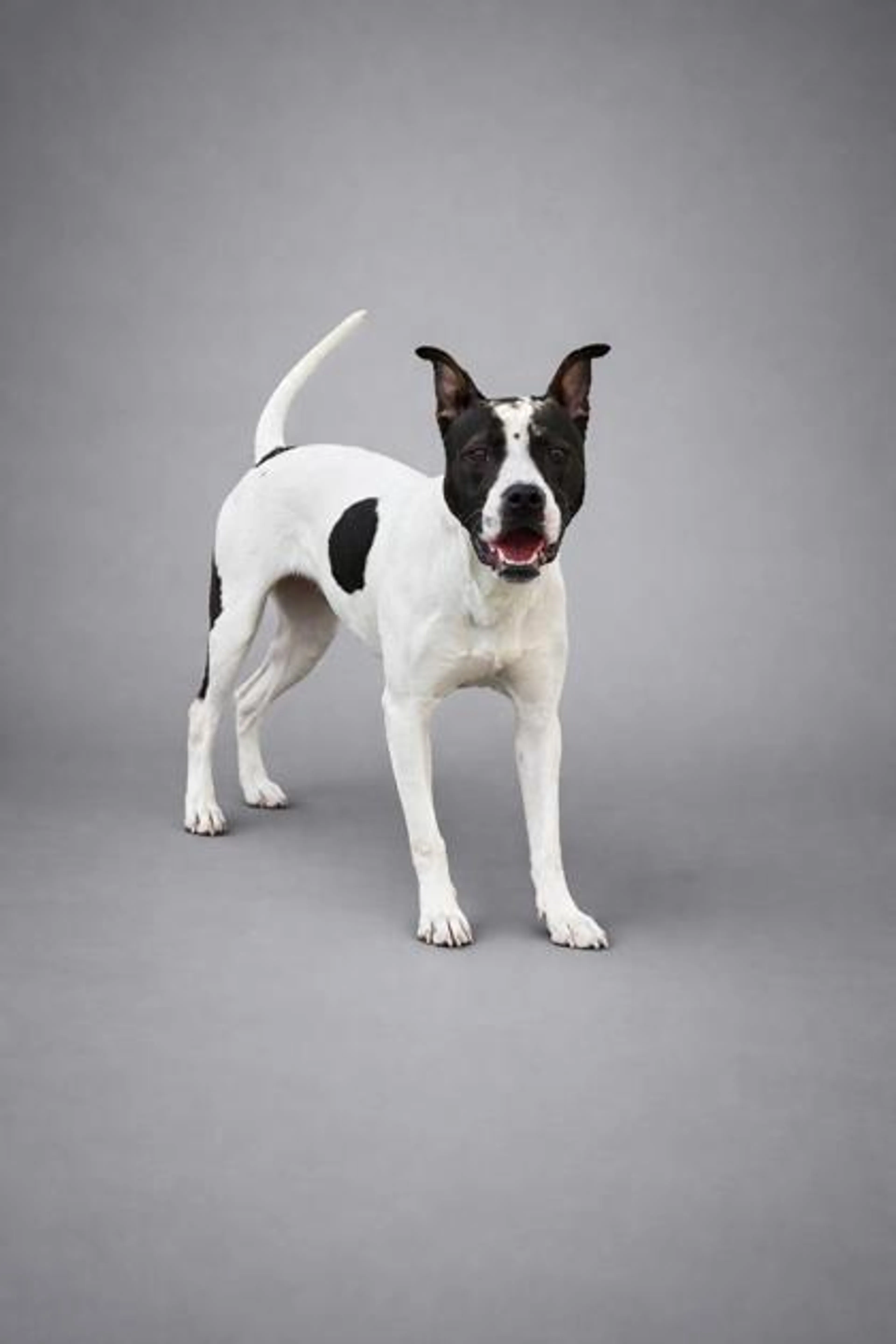 Found pet-1