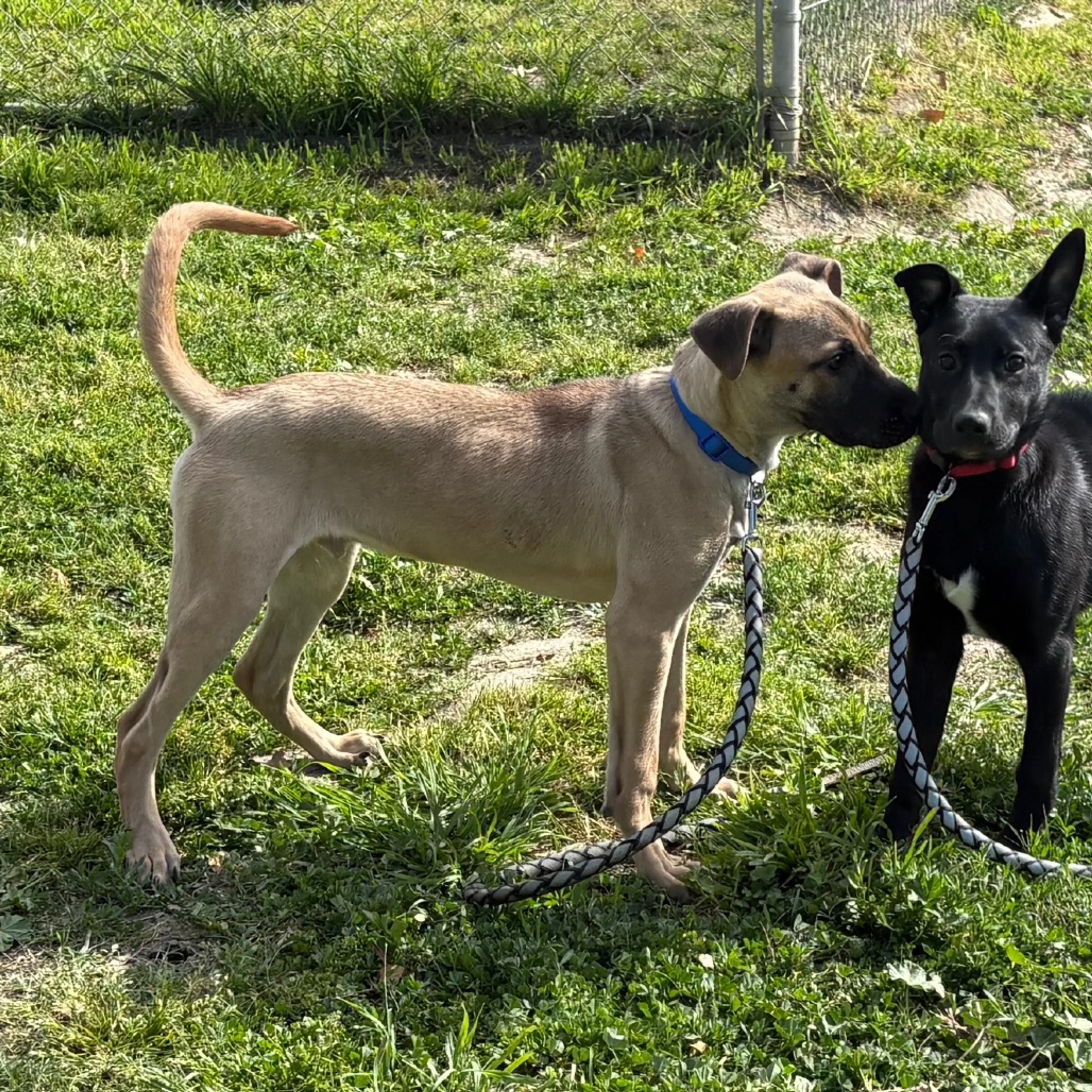 Found pet-8