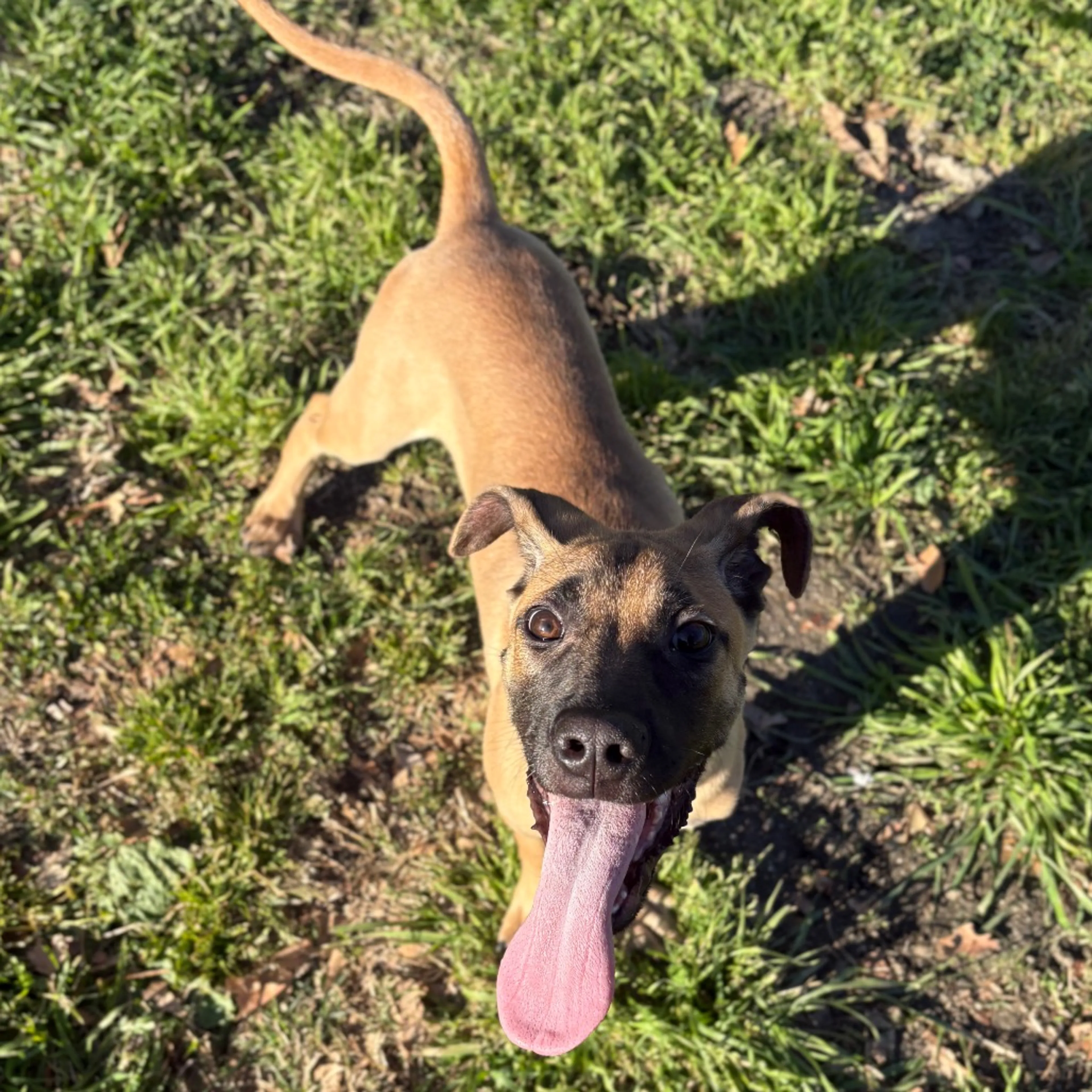 Found pet-5