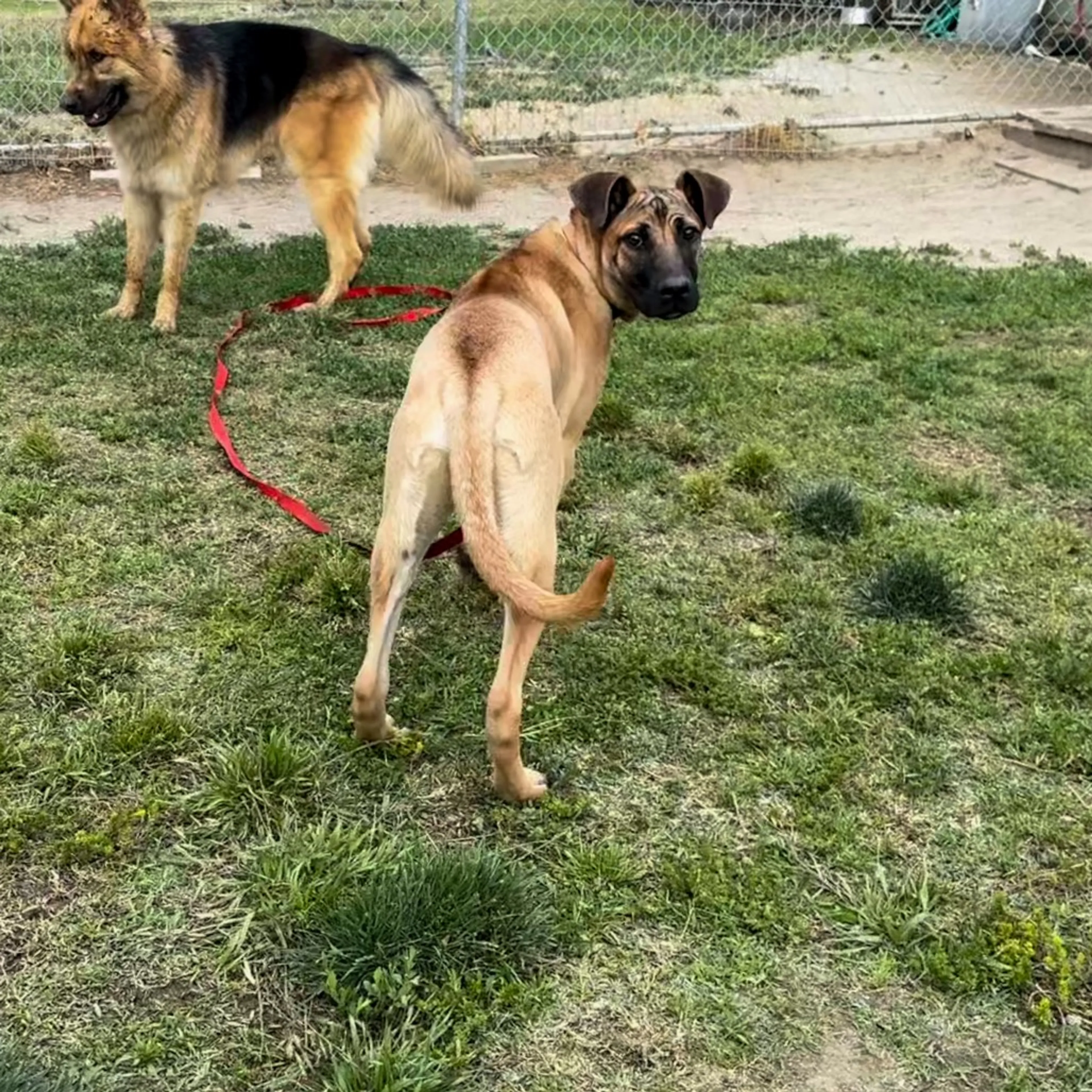Found pet-14