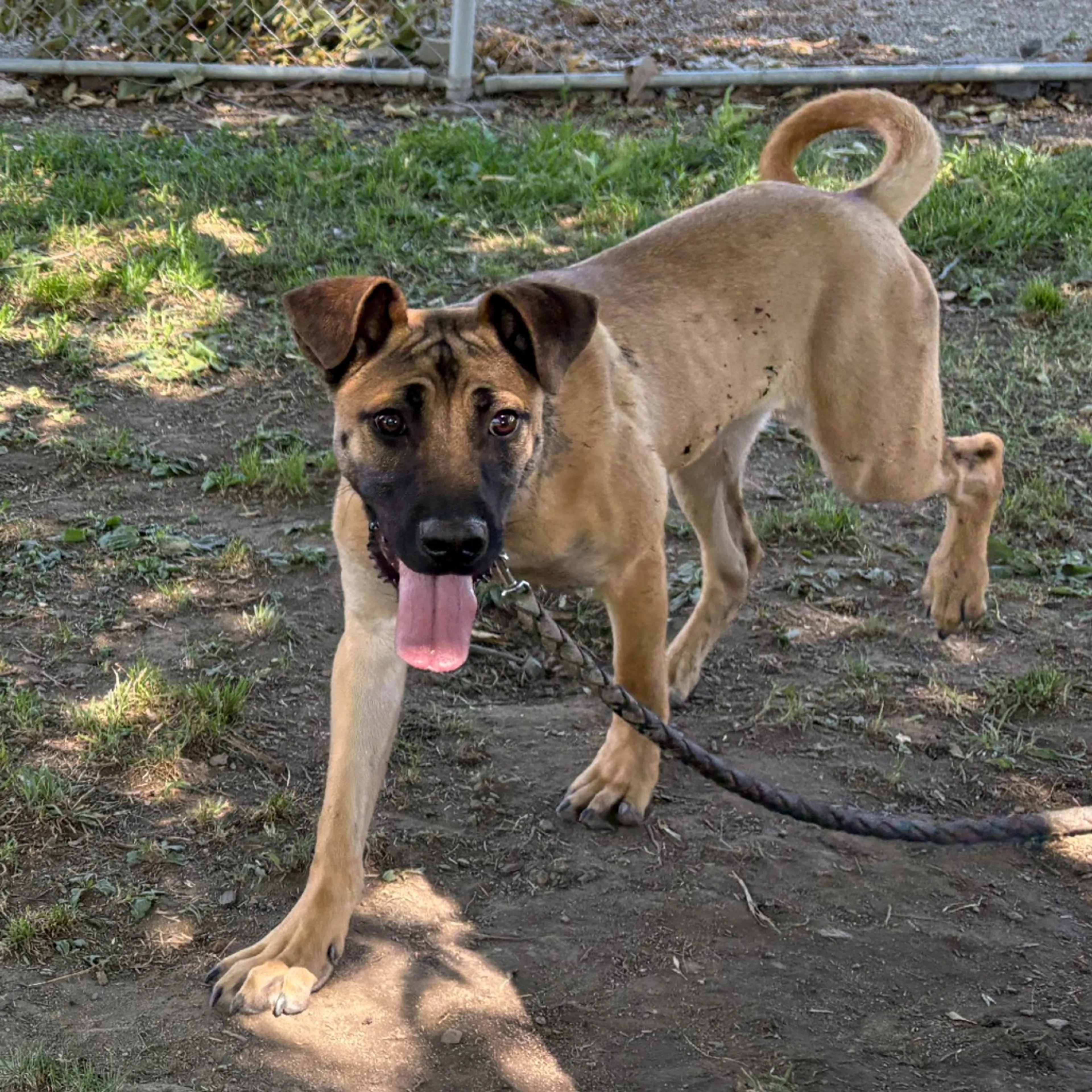 Found pet-13