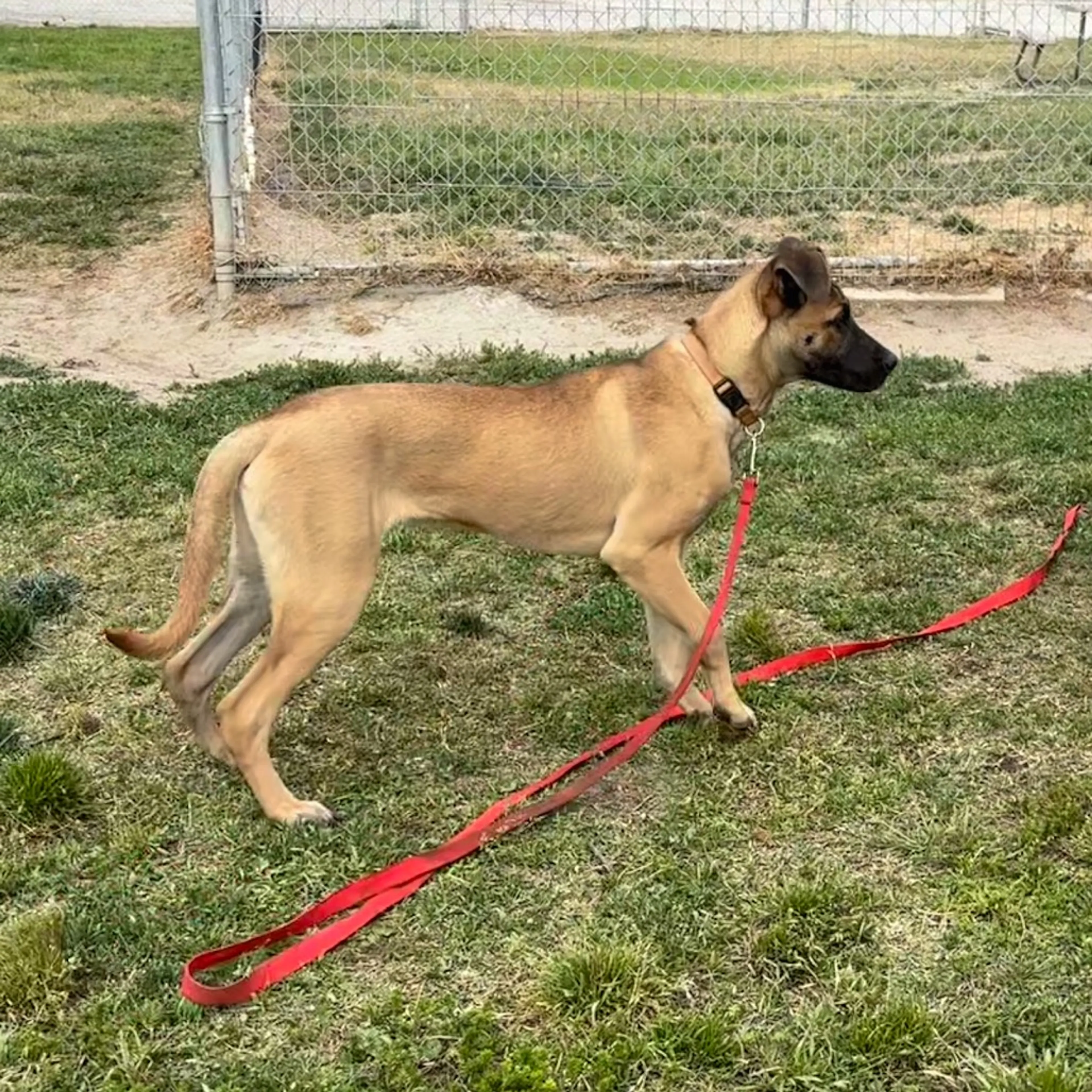 Found pet-15