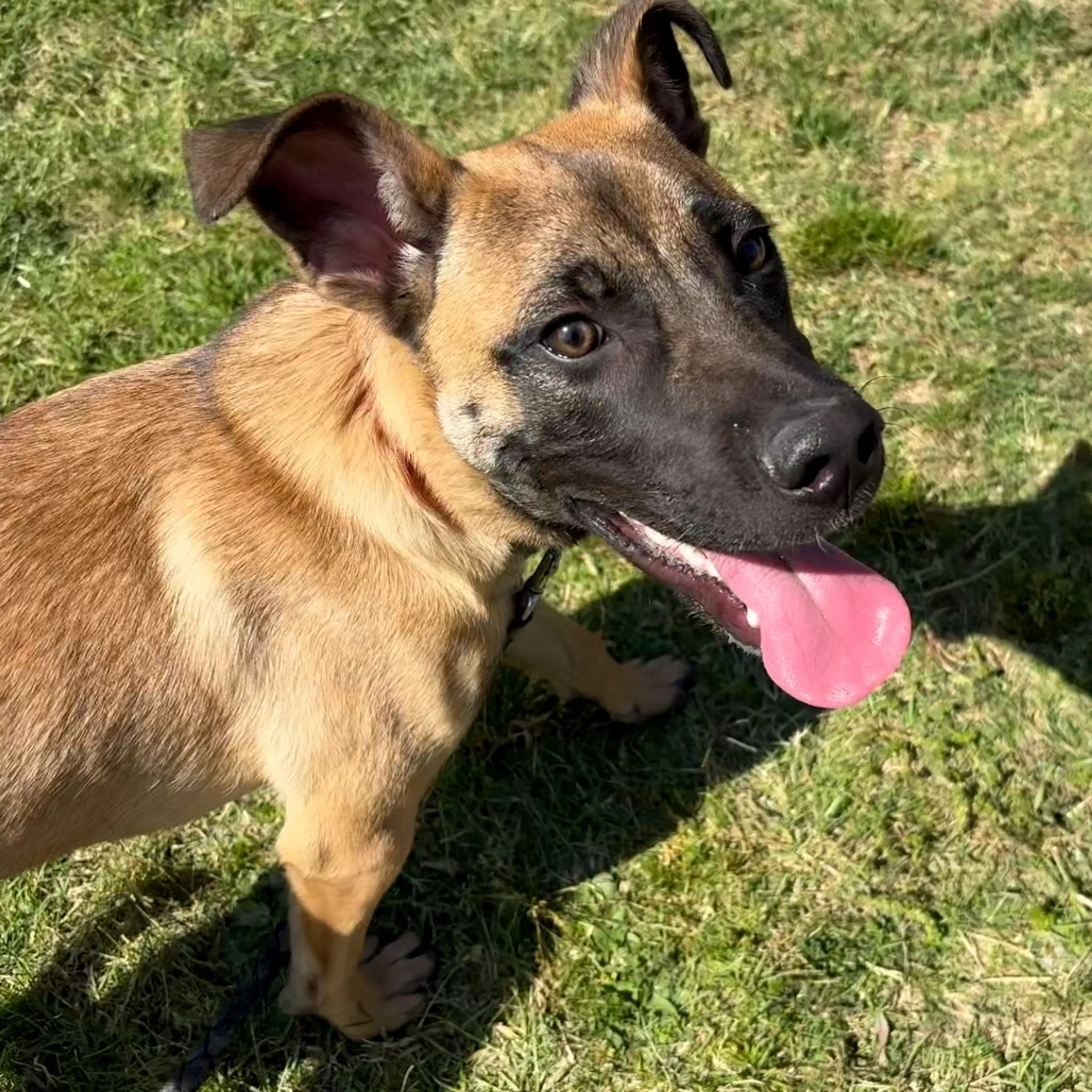 Found pet-11
