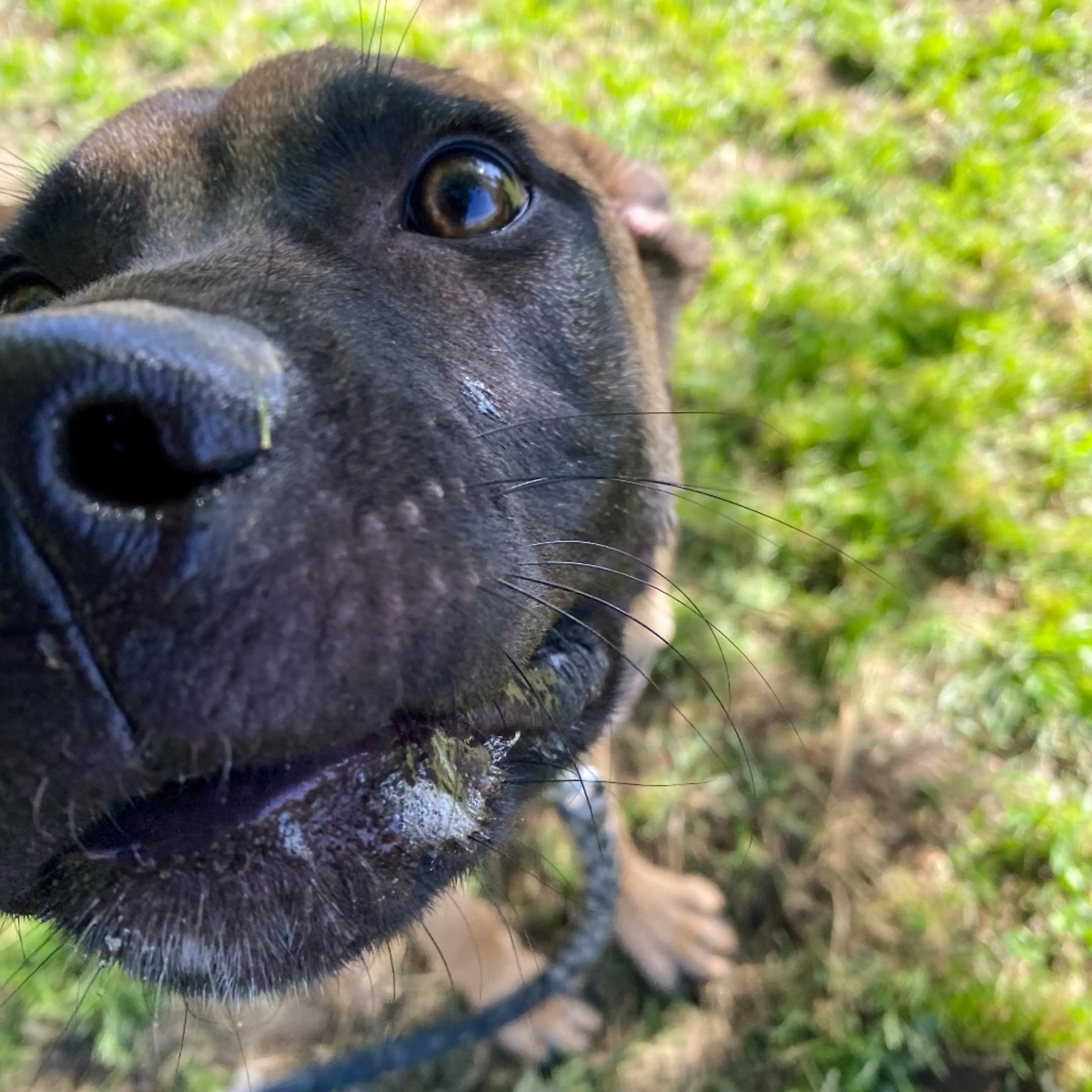 Found pet-12