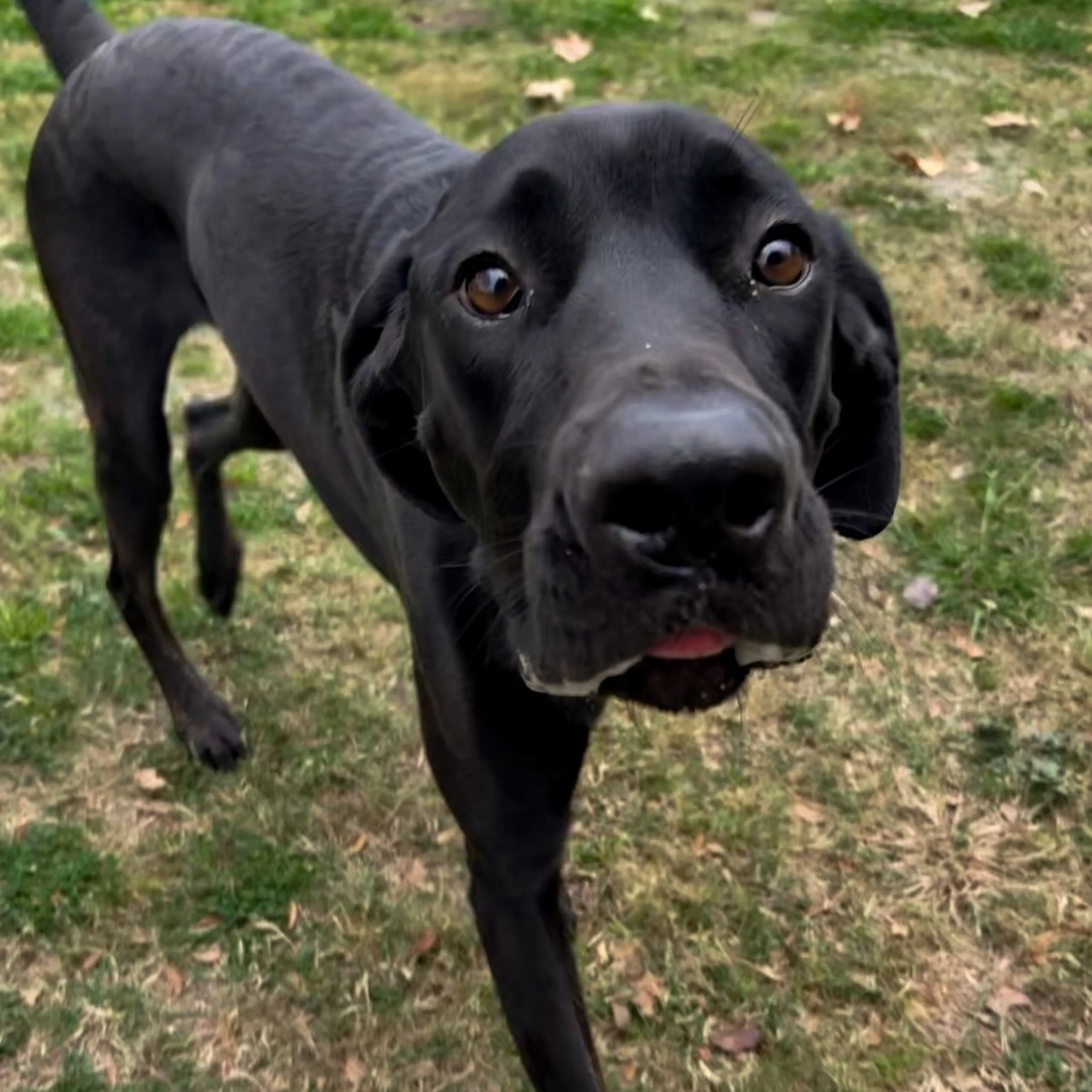 Found pet-2