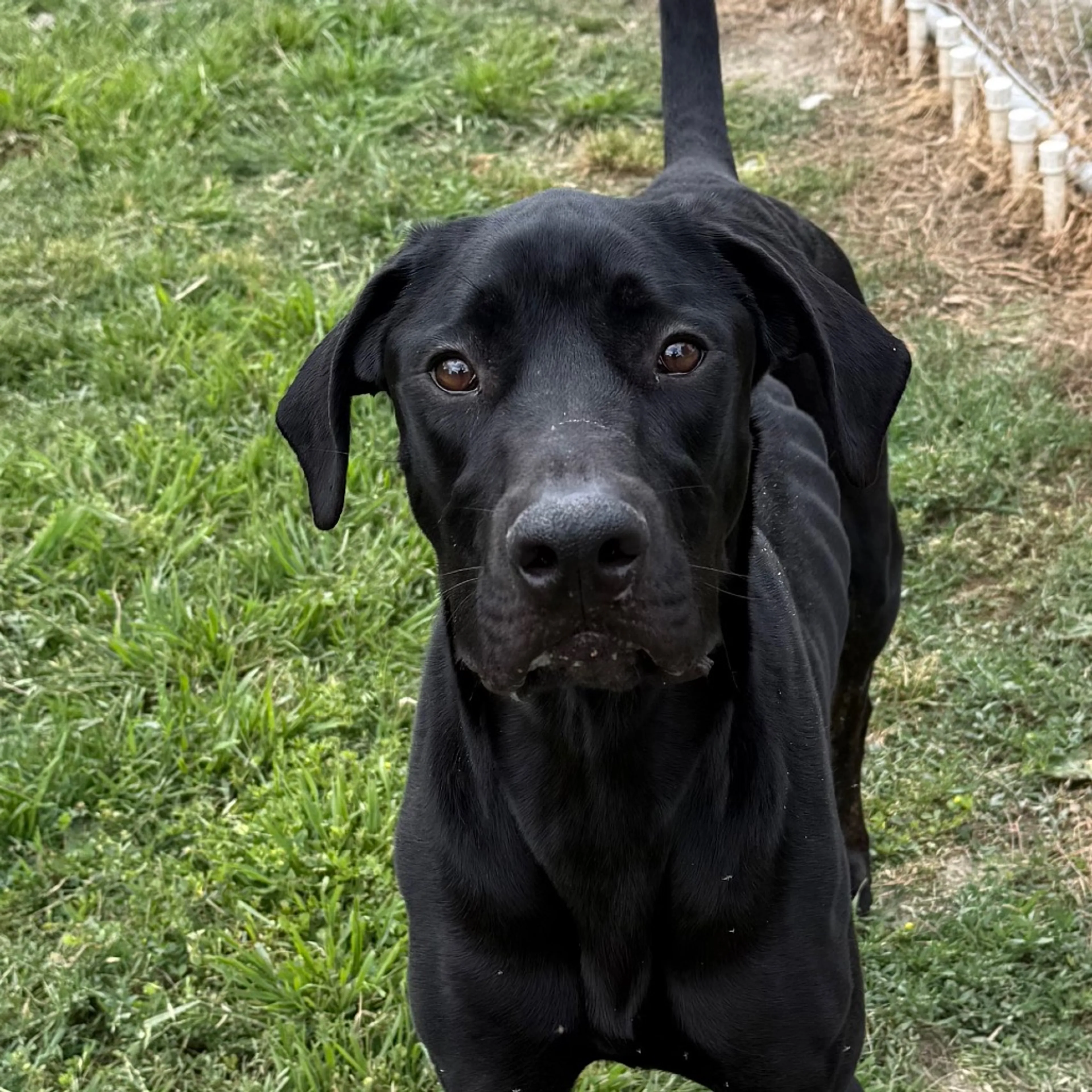 Found pet-5