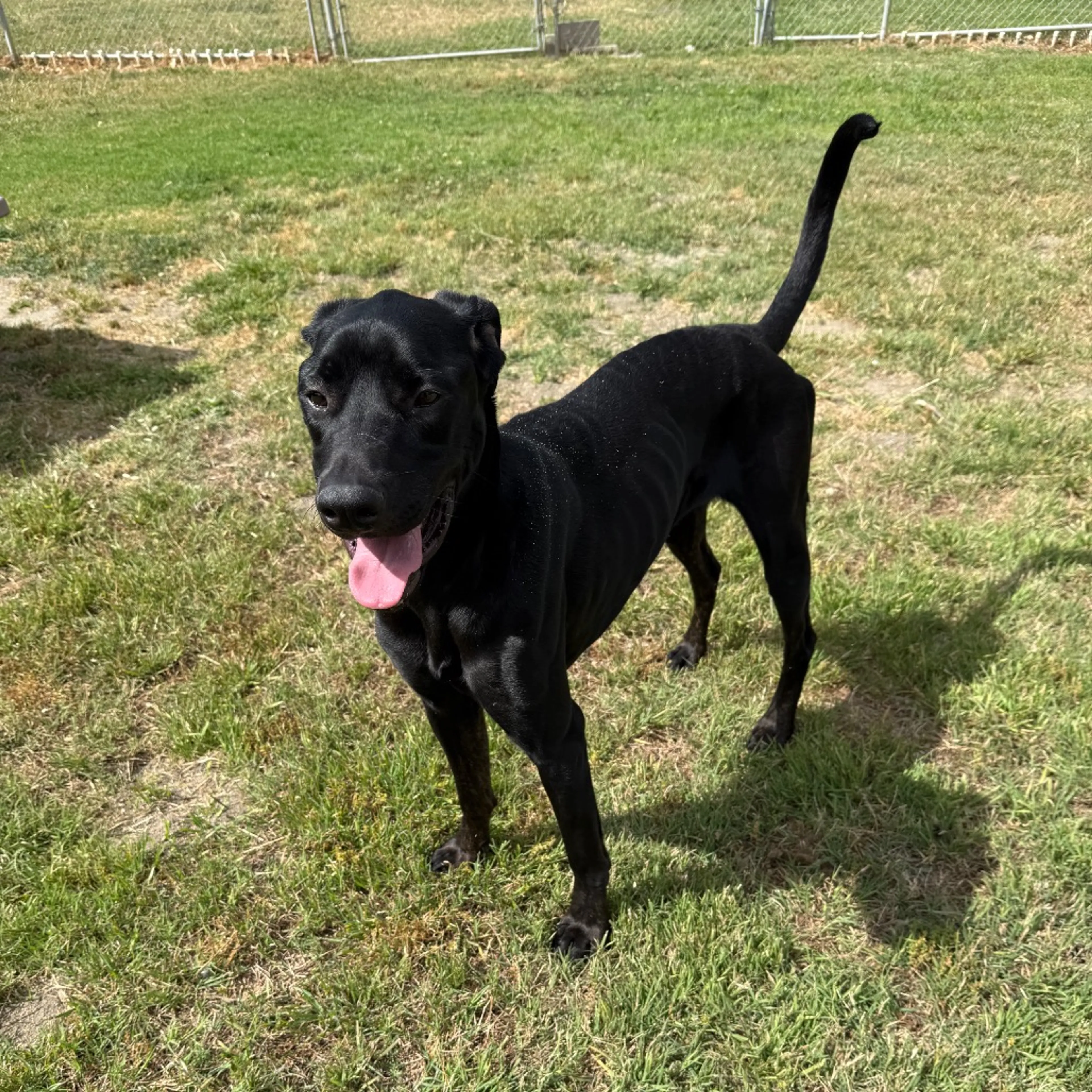Found pet-15