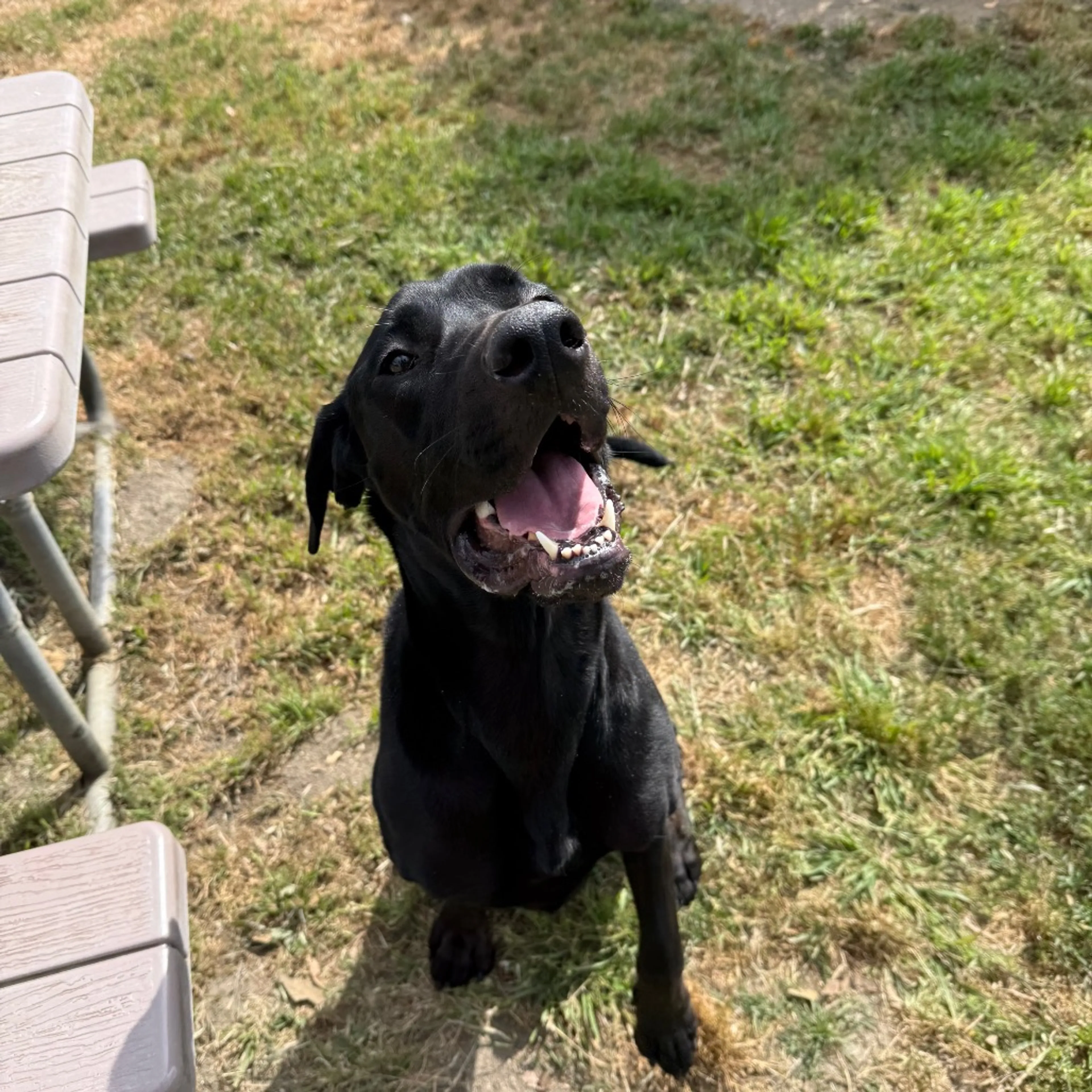 Found pet-18