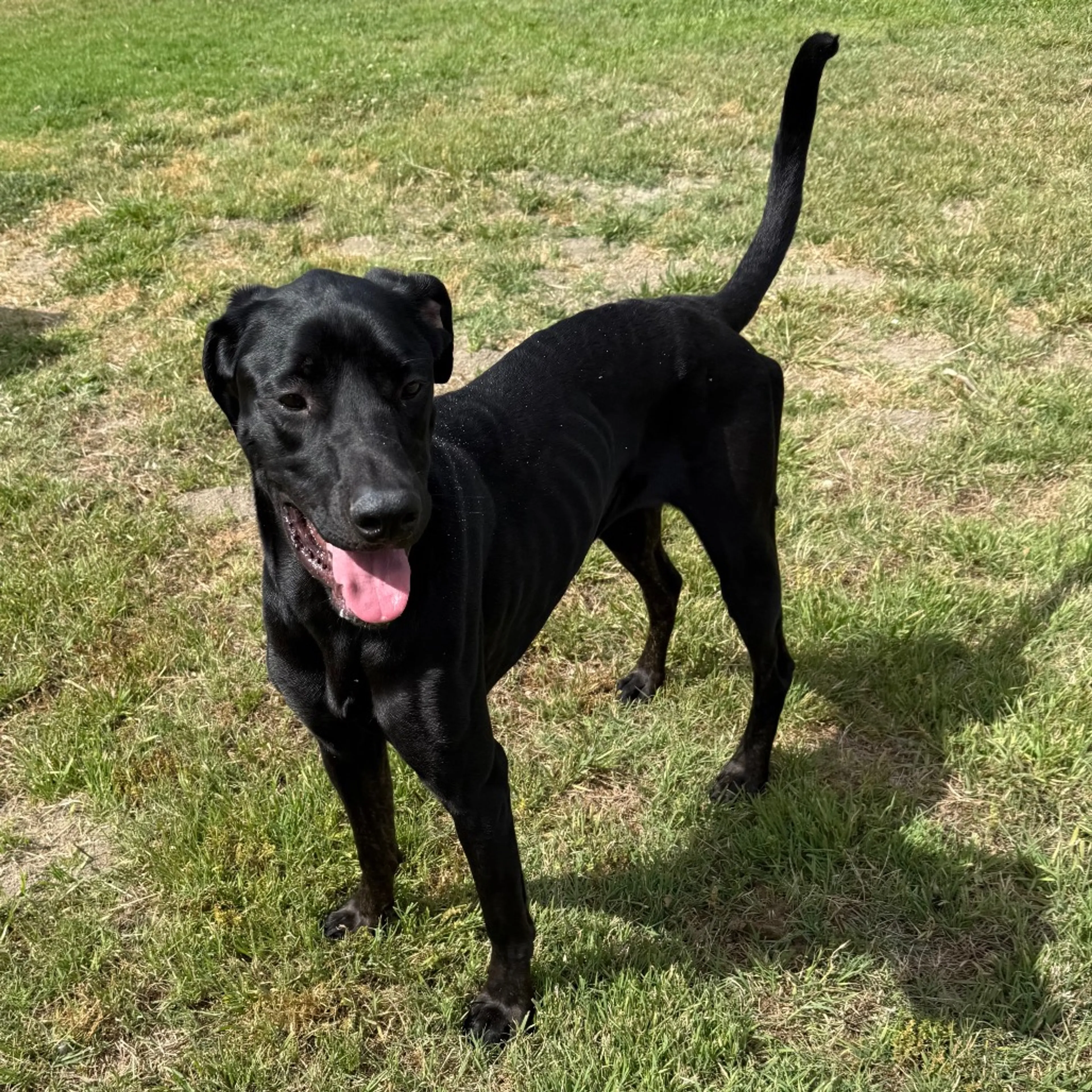 Found pet-14
