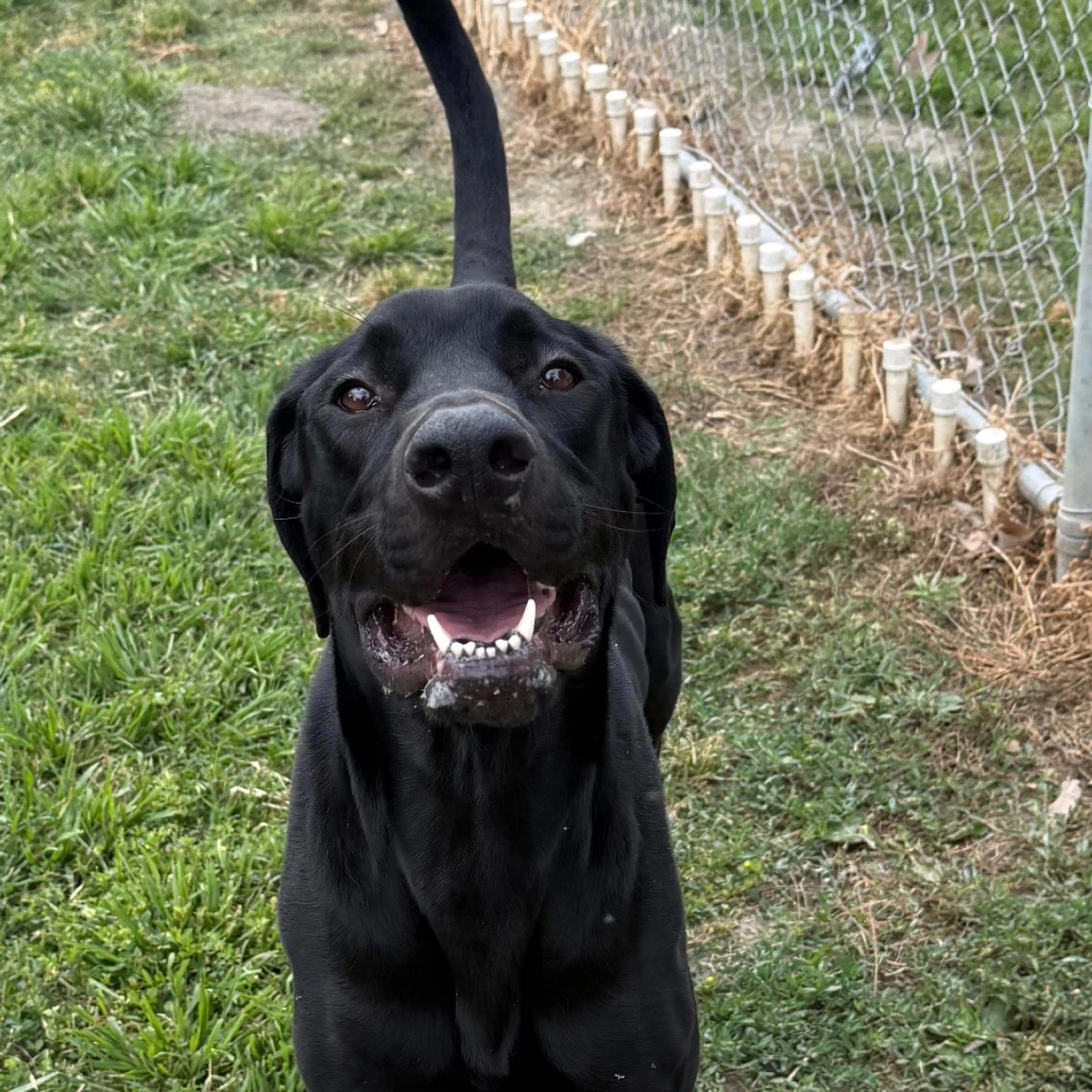 Found pet-6