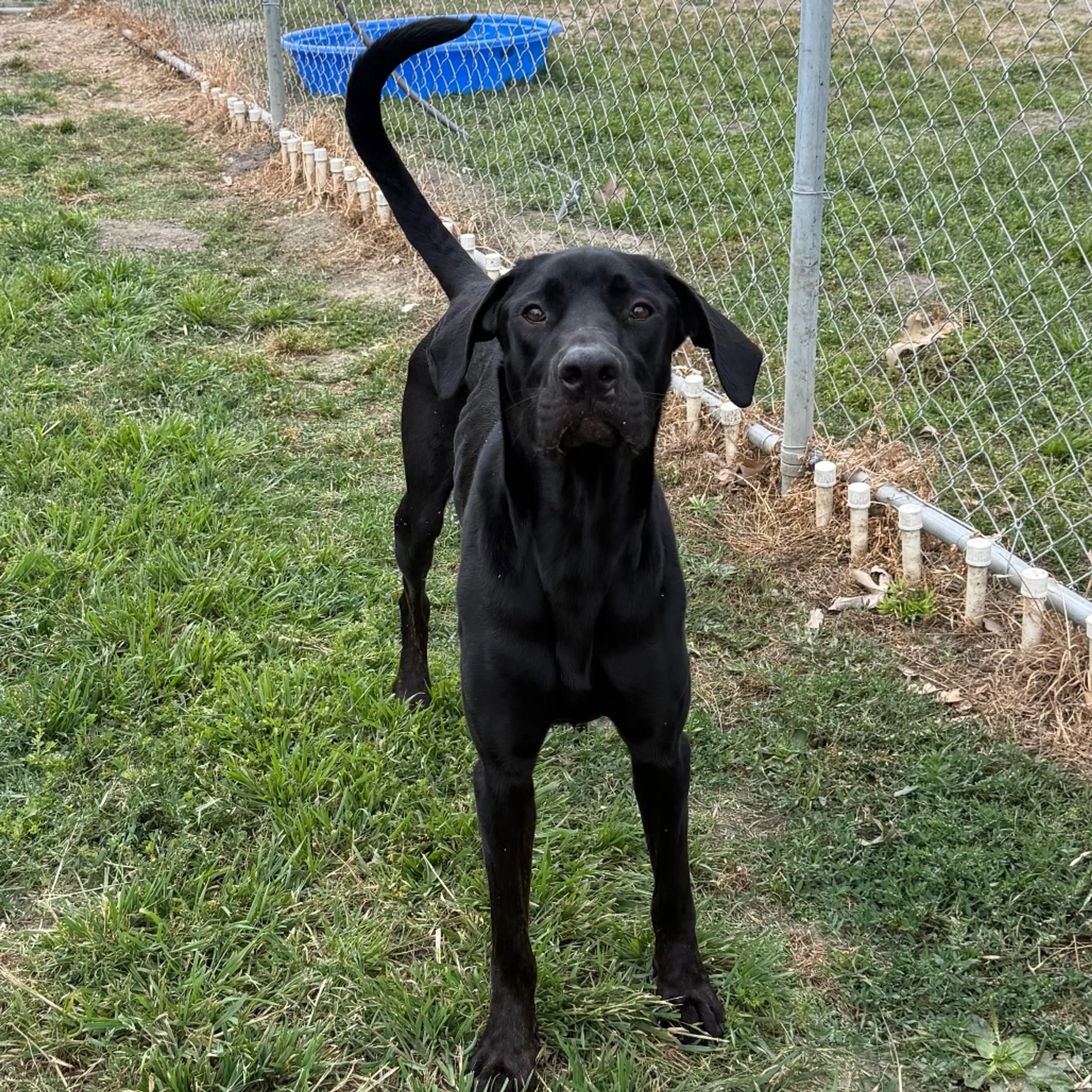 Found pet-7