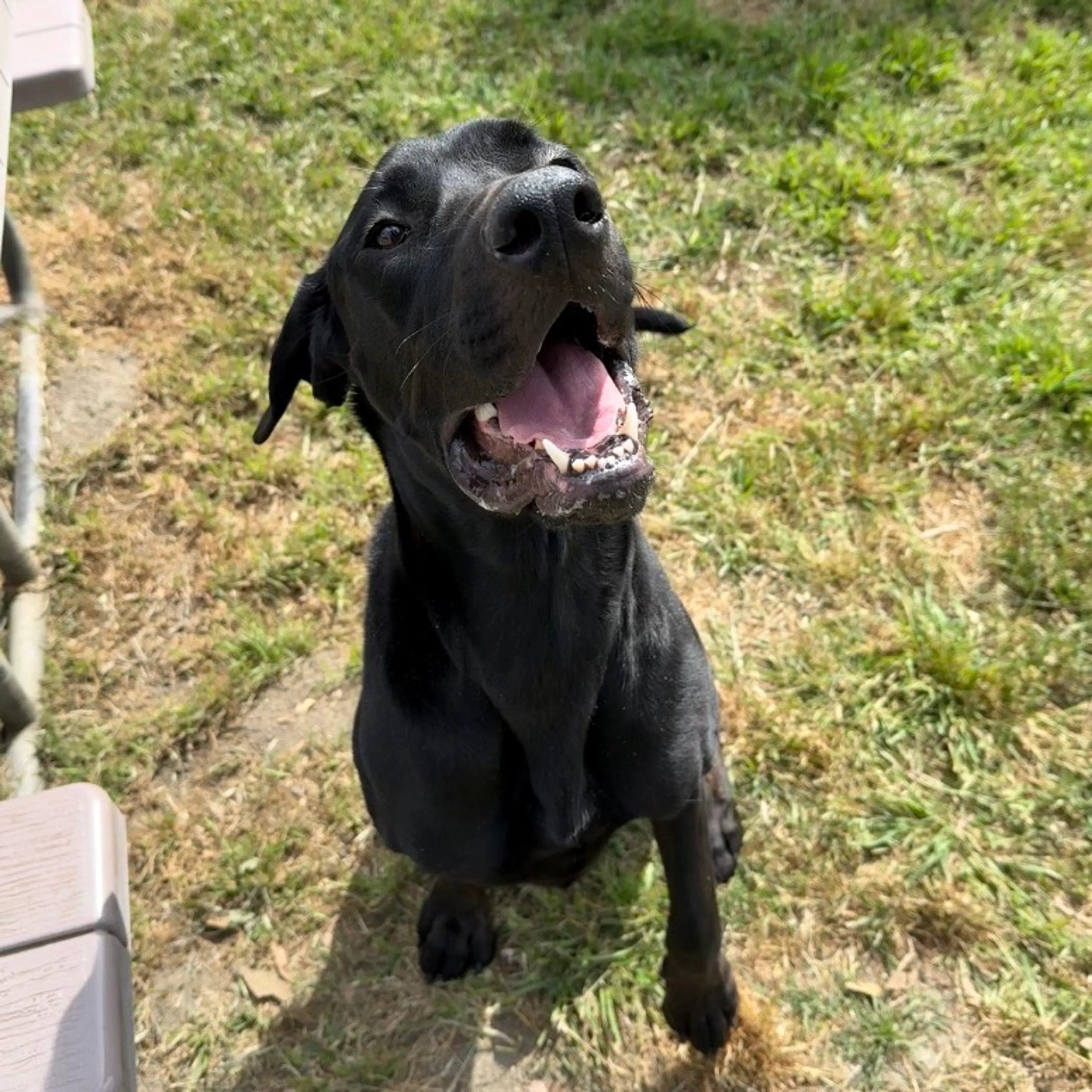 Found pet-4