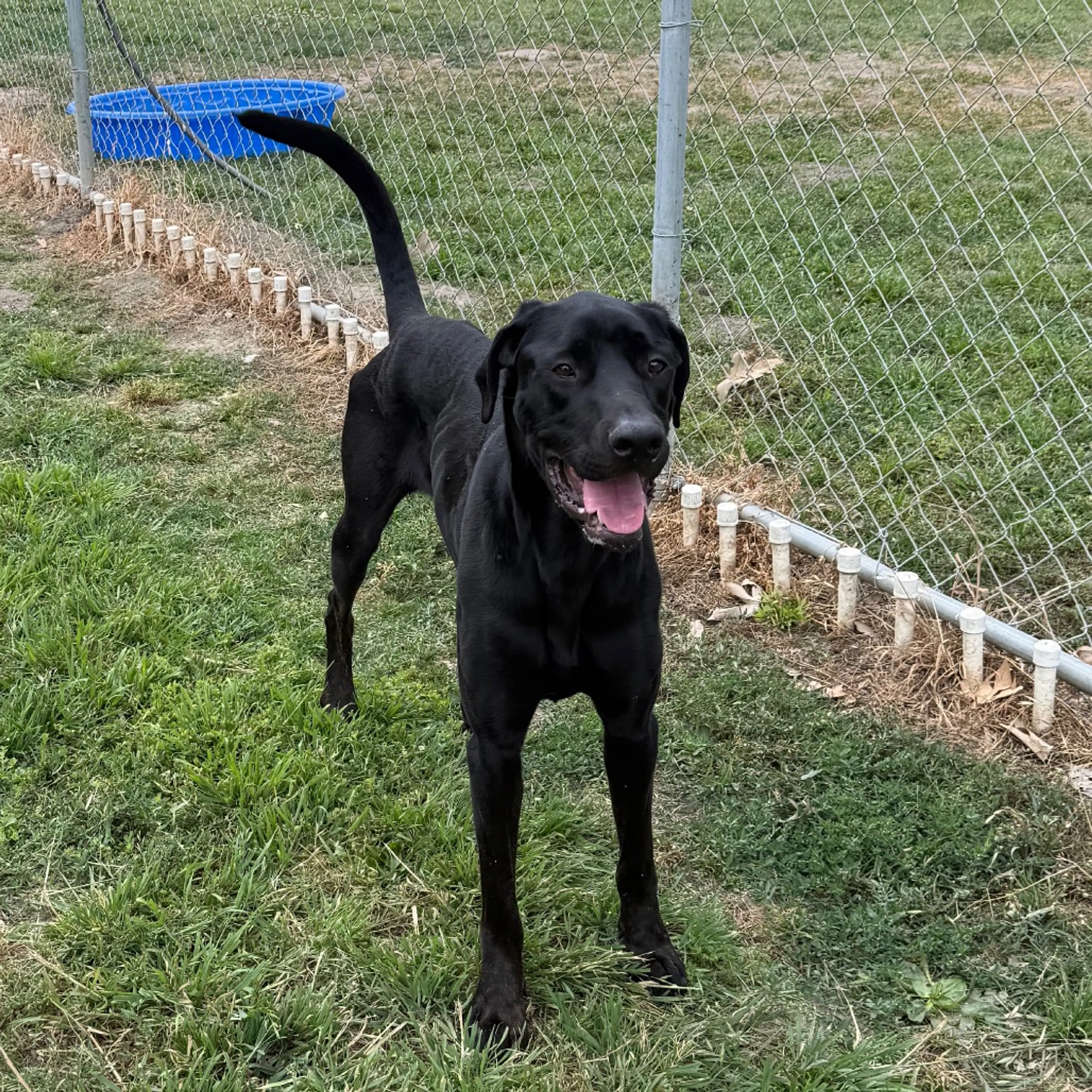 Found pet-8