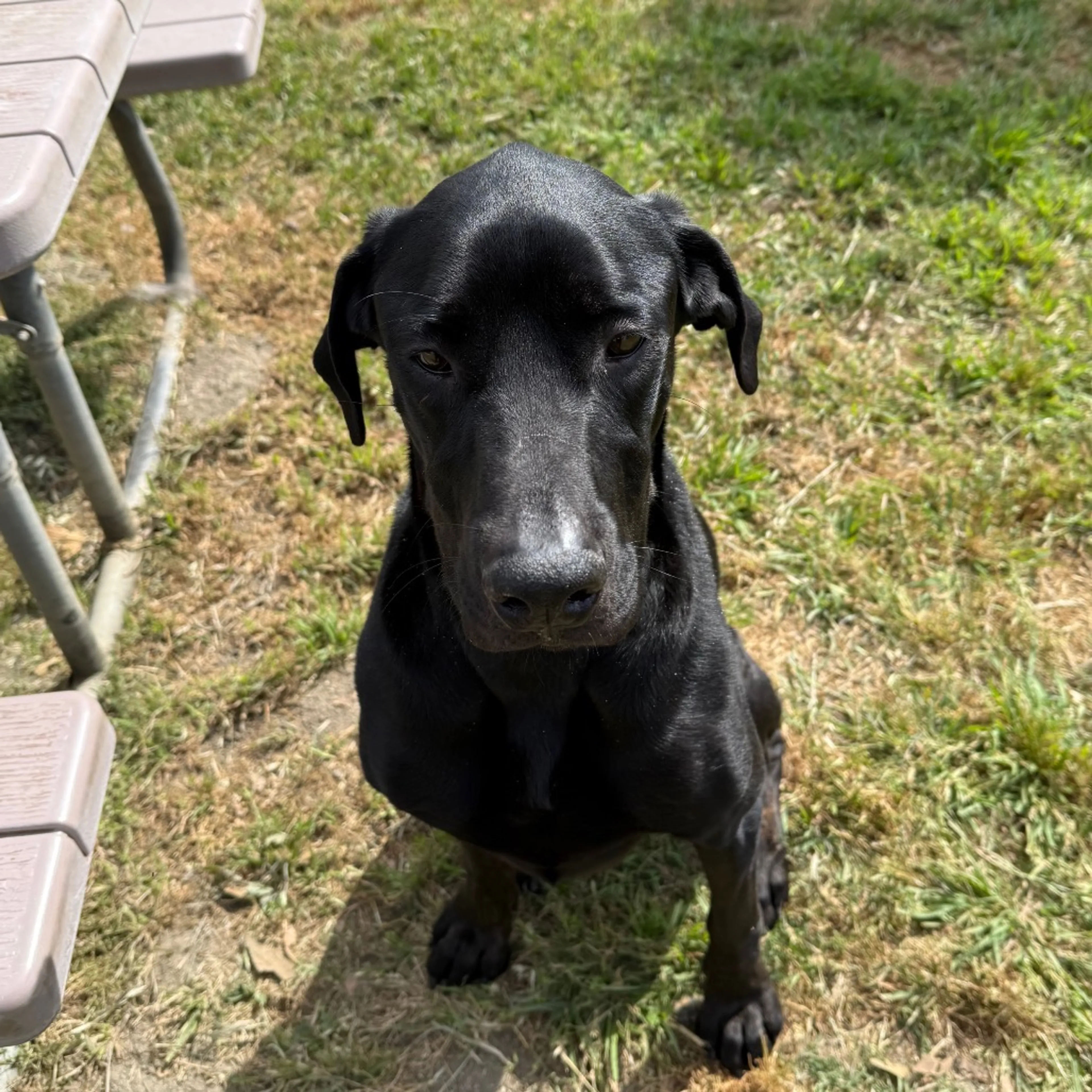 Found pet-17