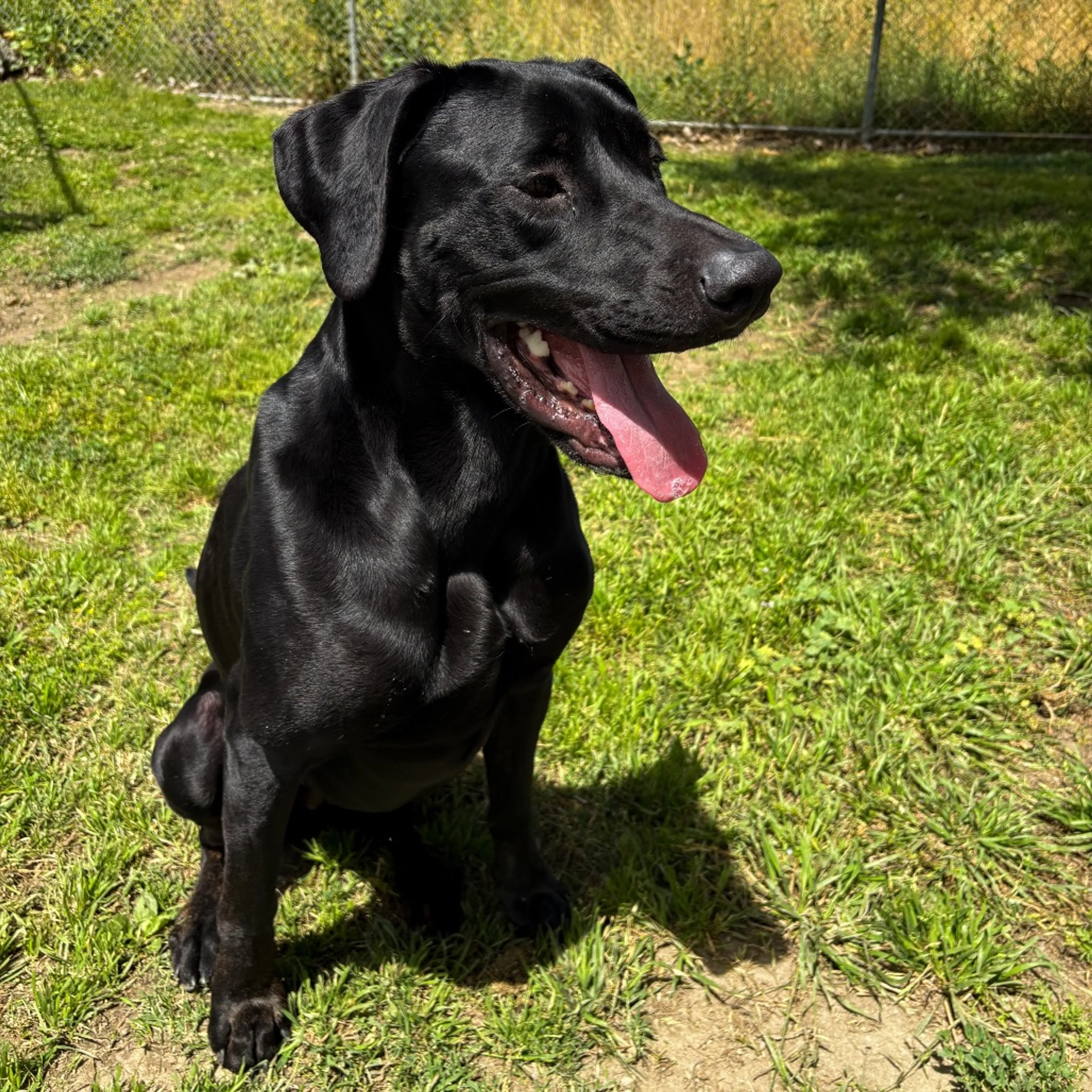 Found pet-23