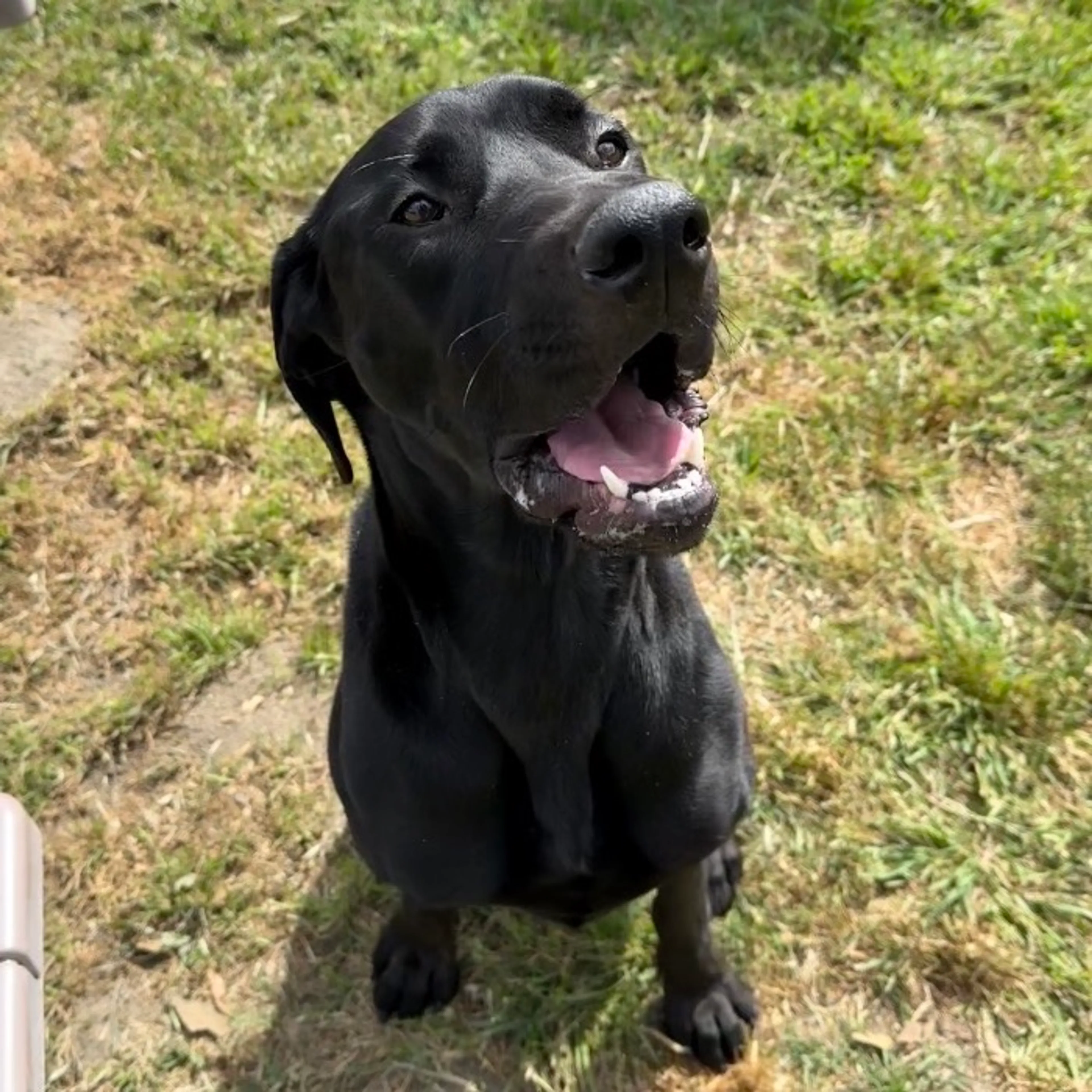Found pet-3