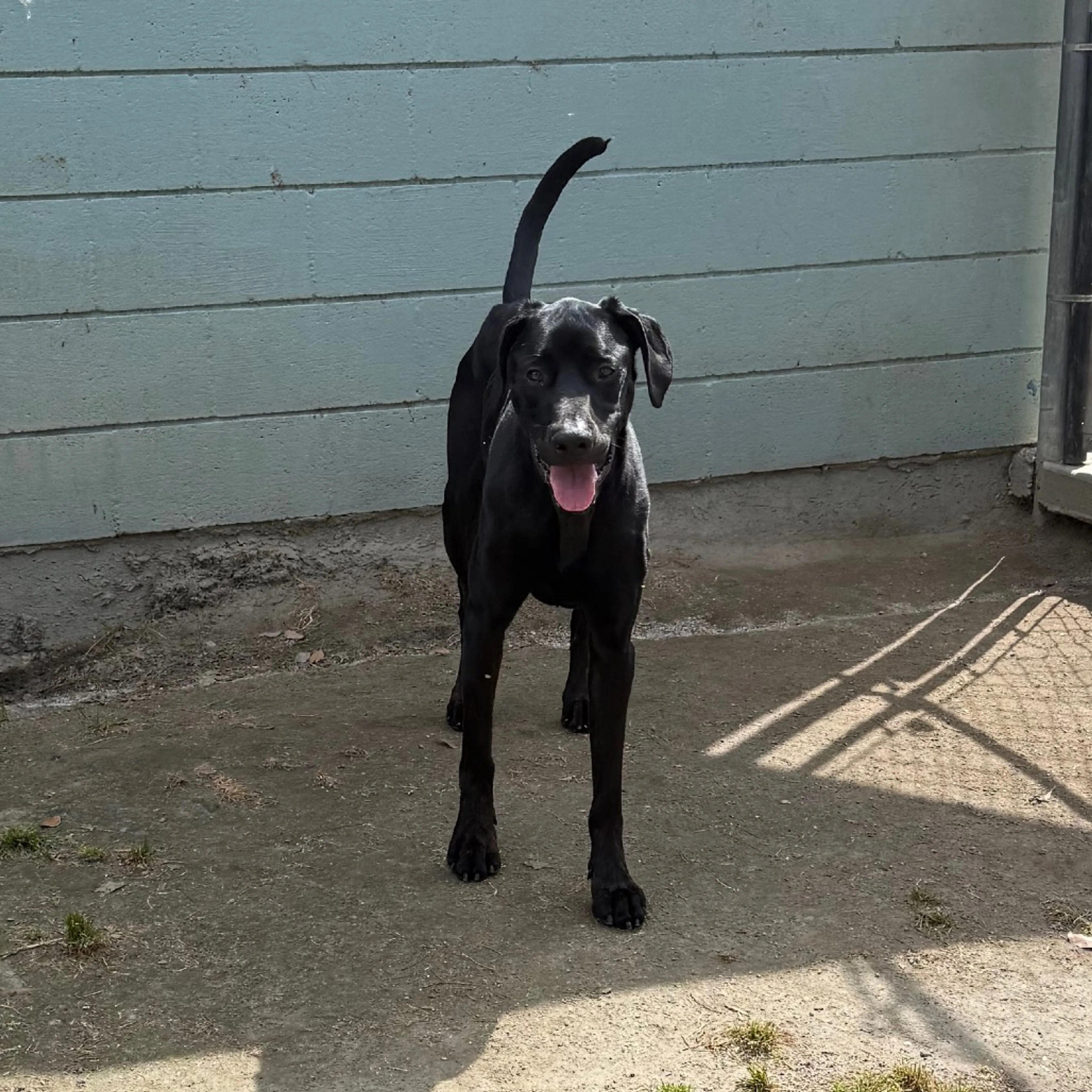 Found pet-13