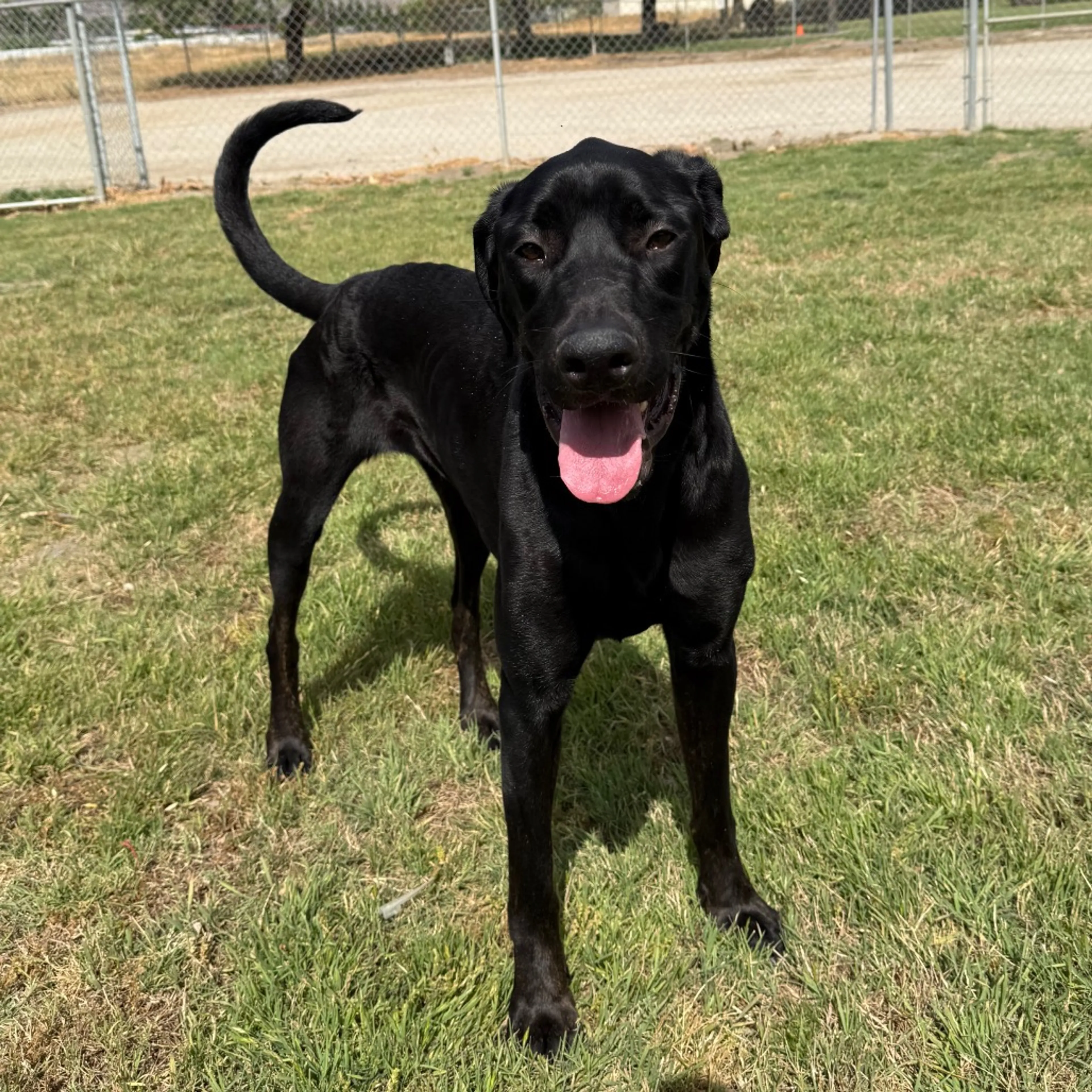 Found pet-11