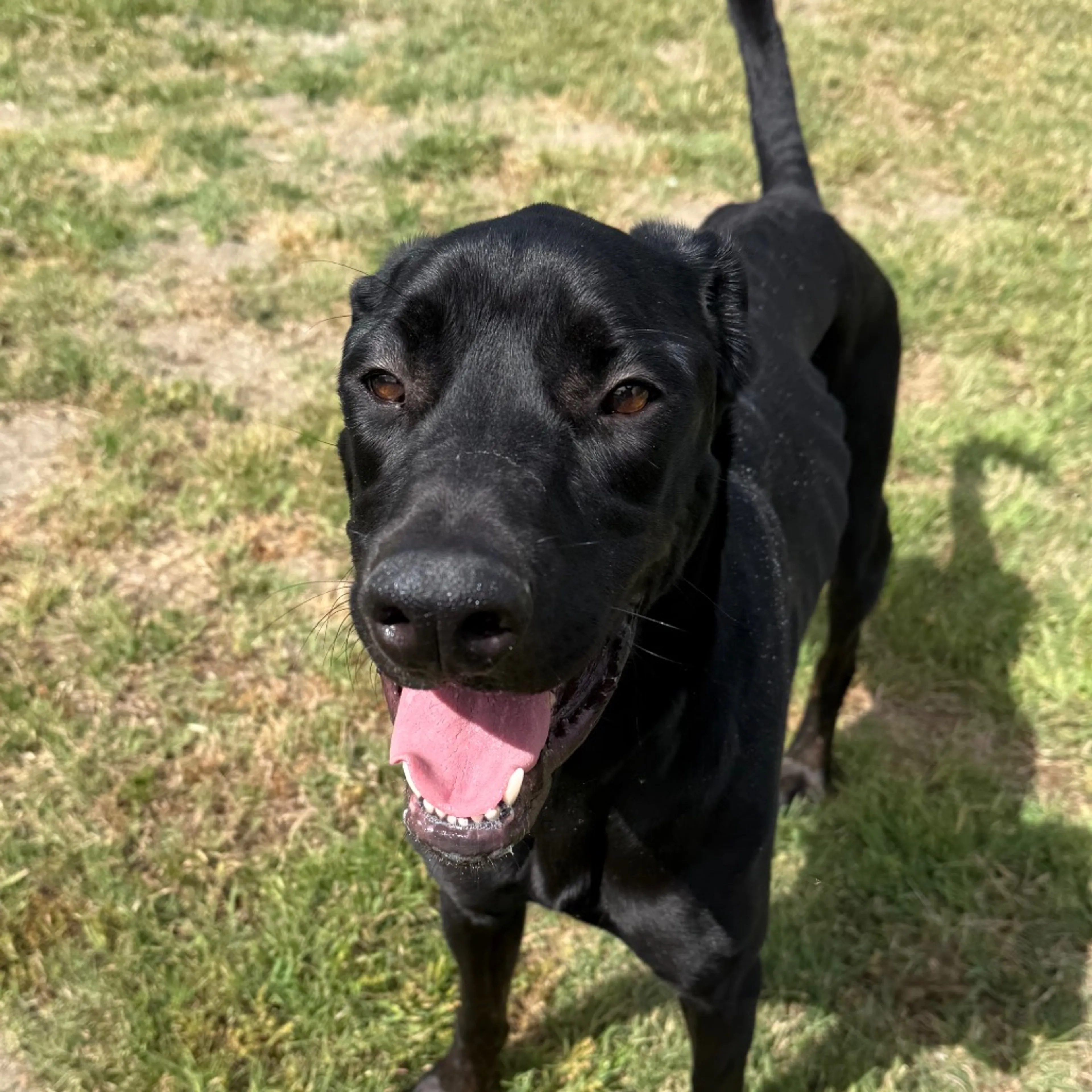 Found pet-16