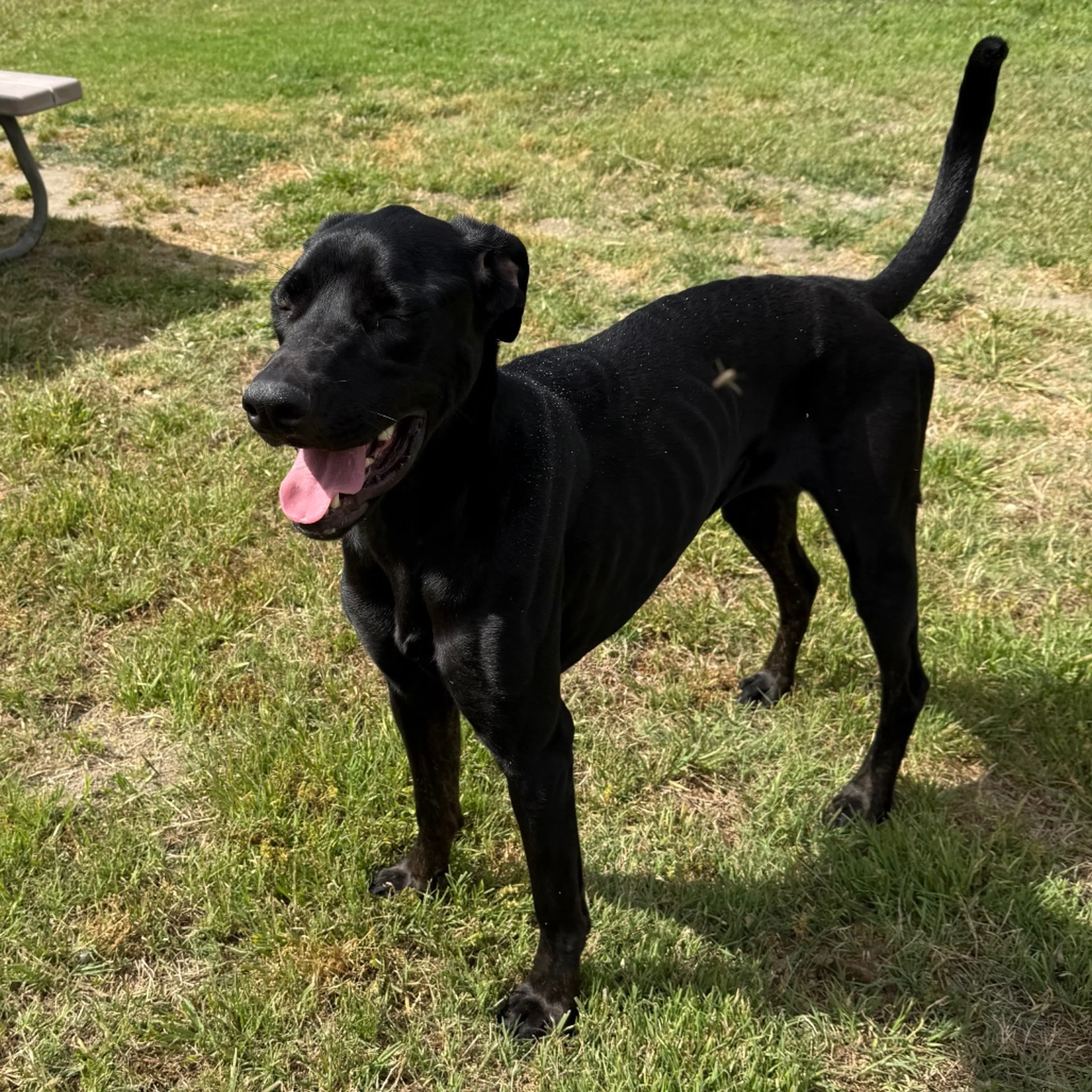 Found pet-12