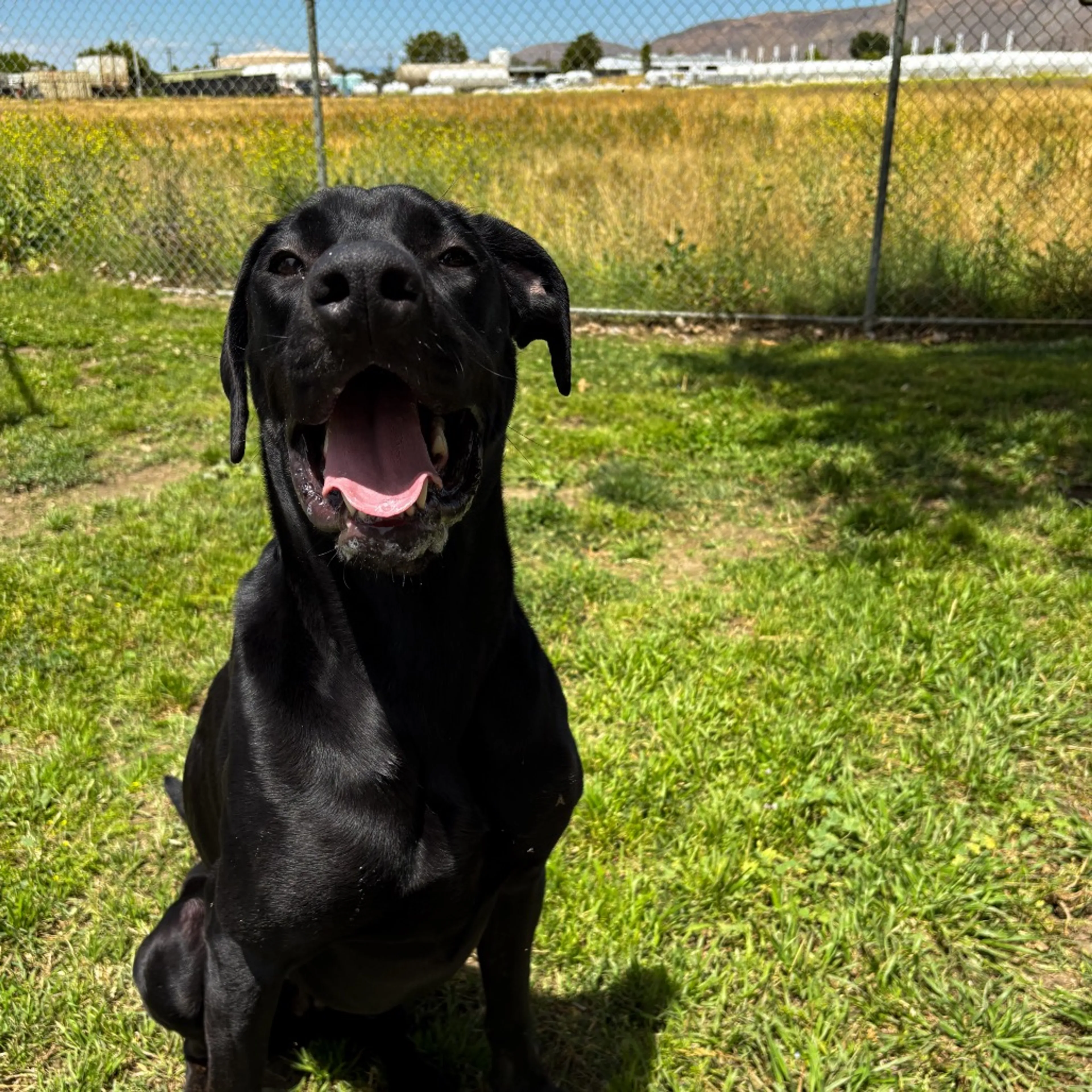 Found pet-22