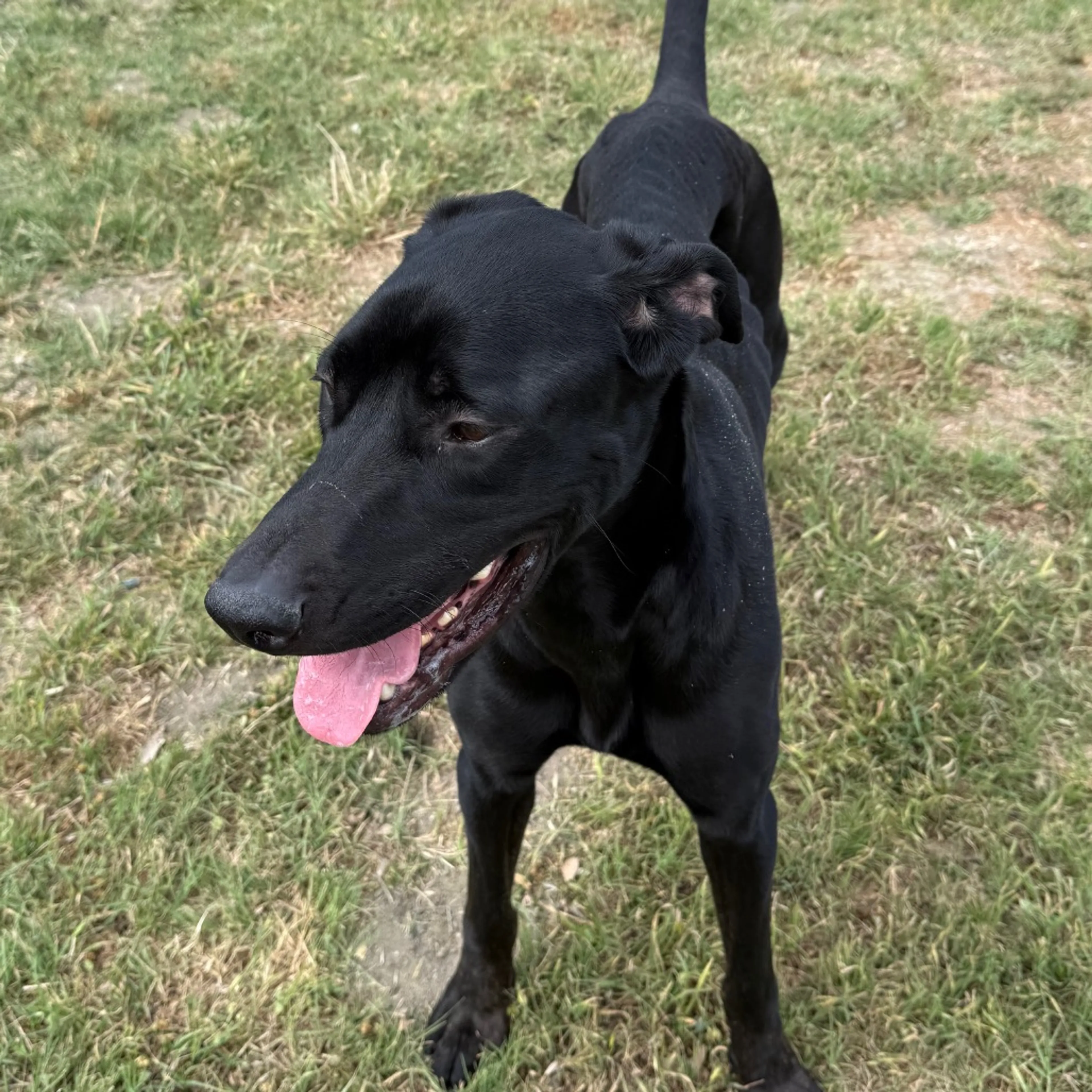 Found pet-9