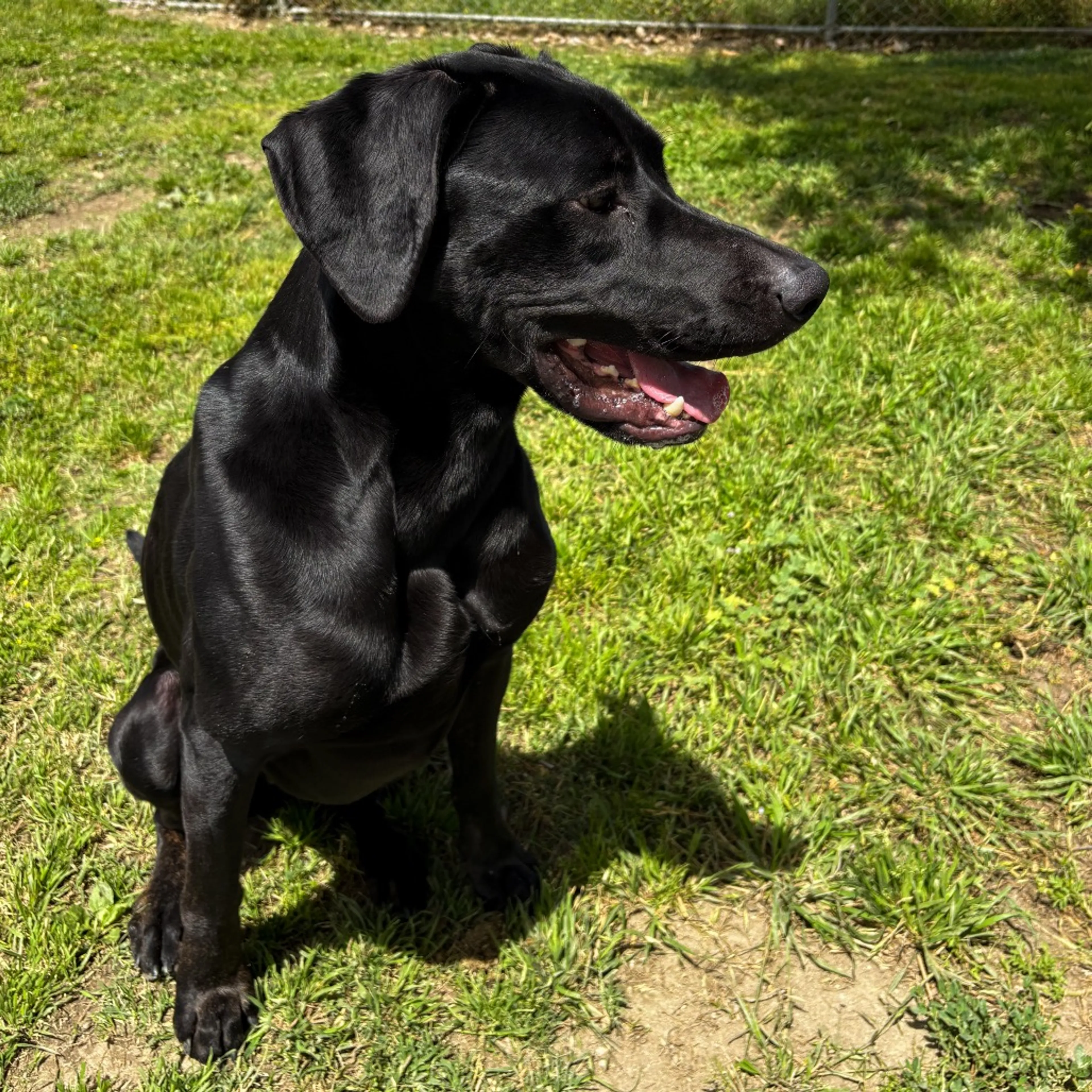 Found pet-20