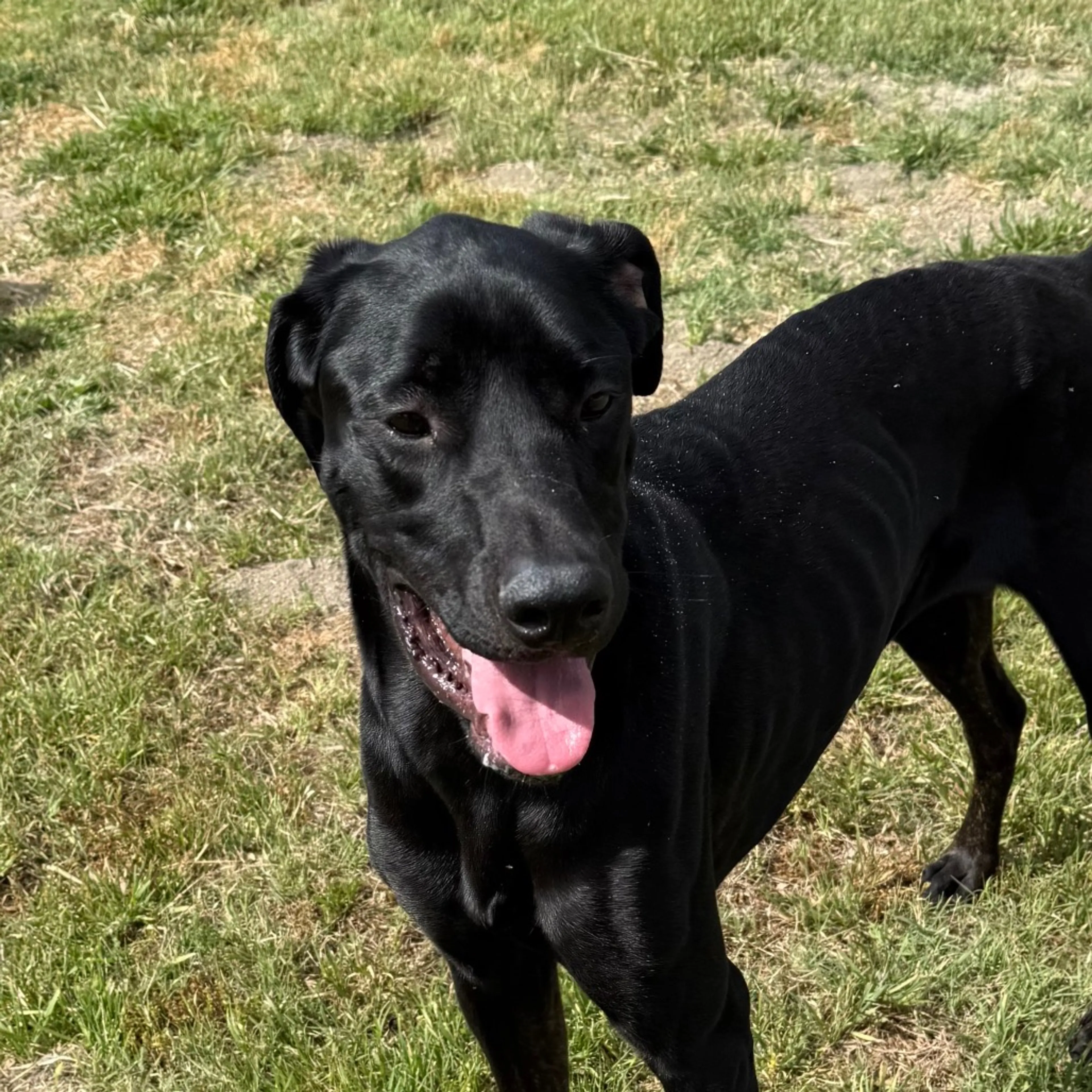 Found pet-19