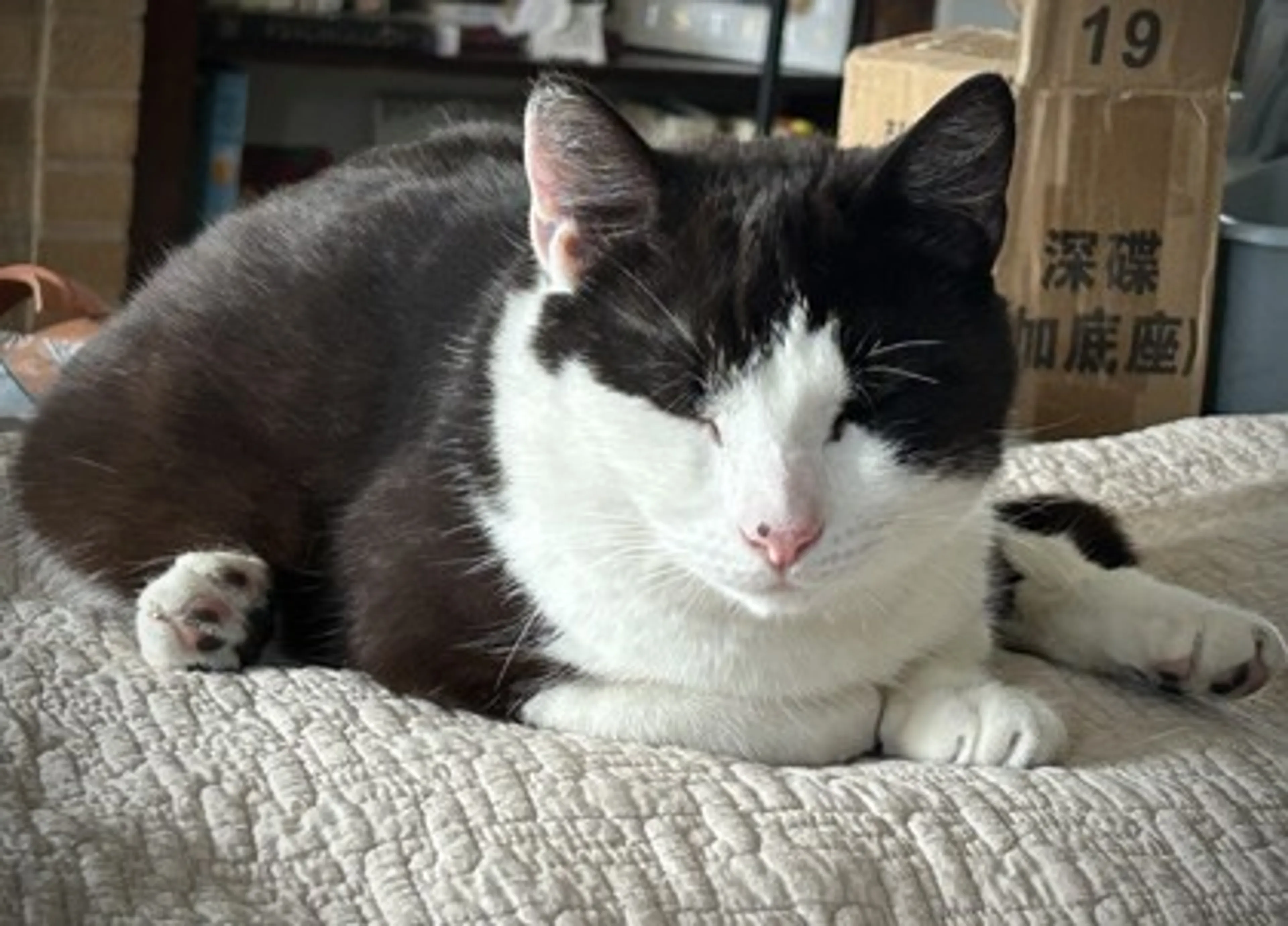 Found pet-2
