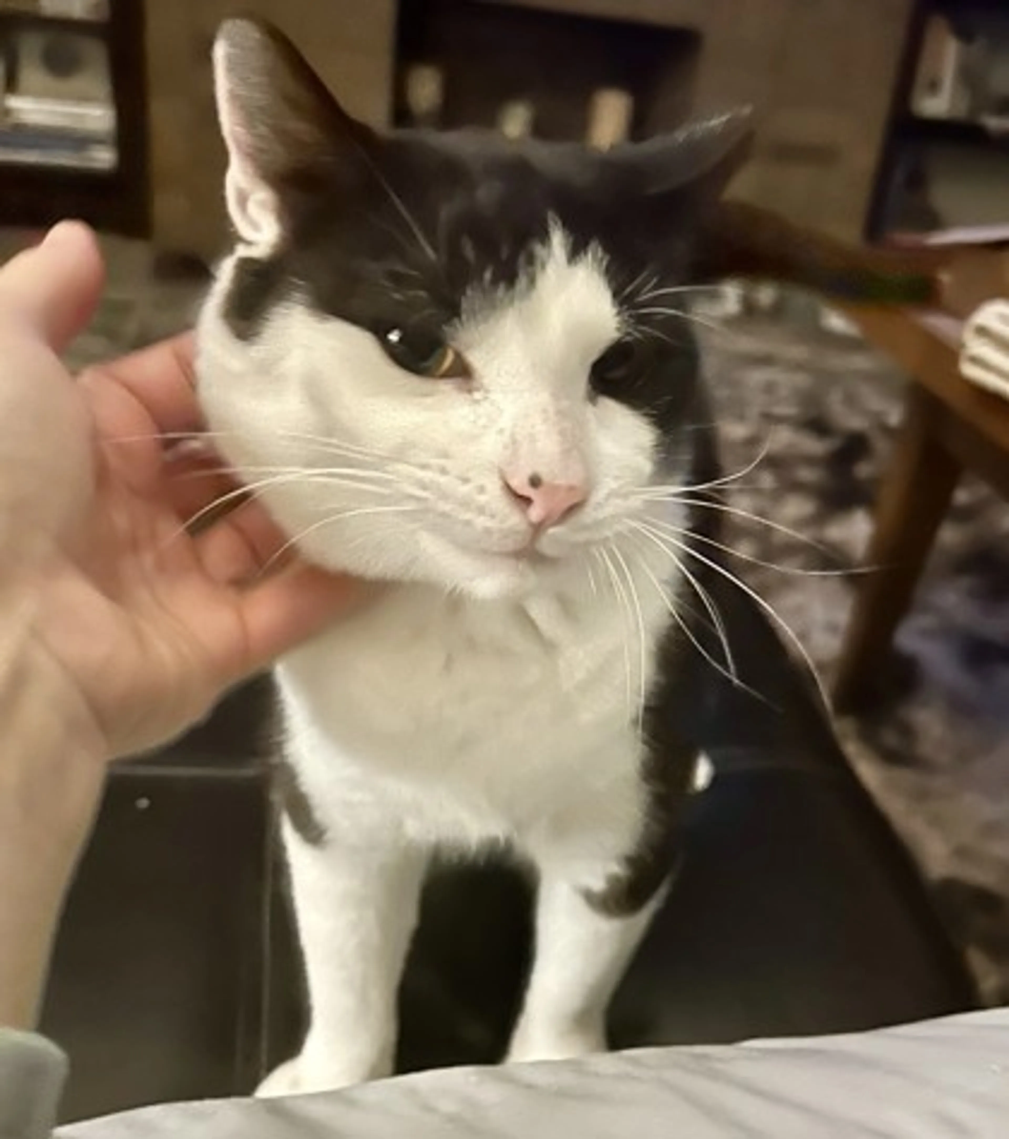 Found pet-1