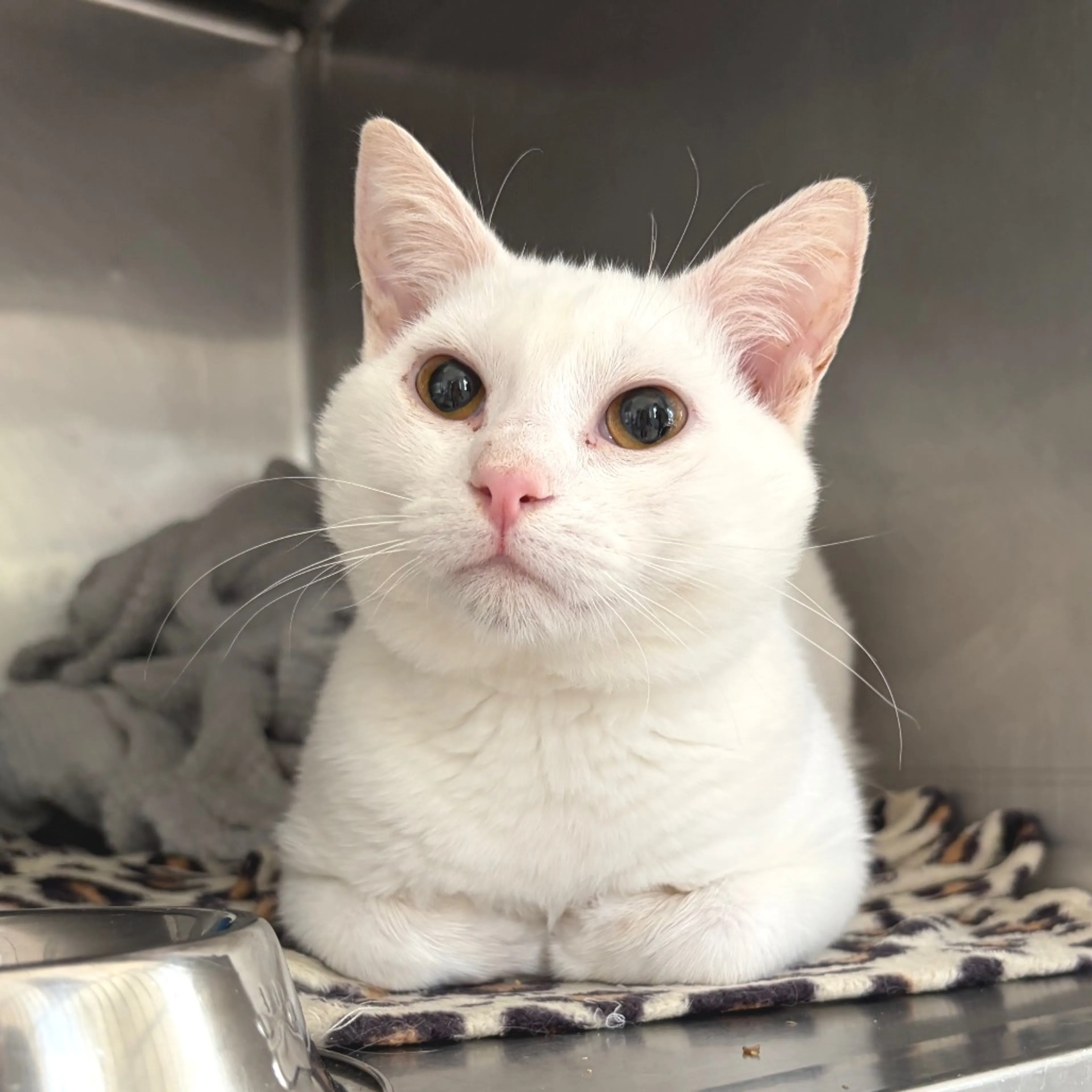 Found pet-1