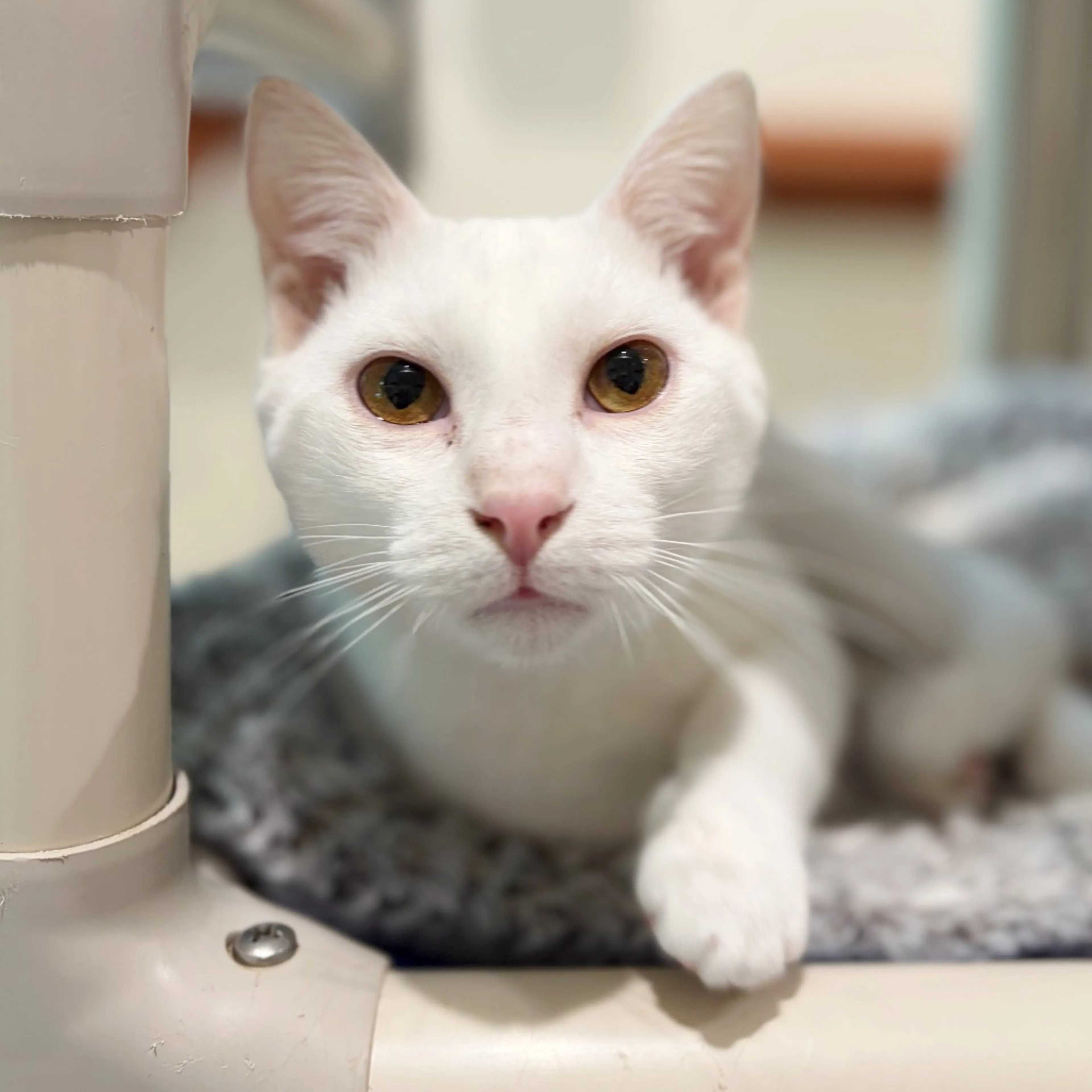 Found pet-2