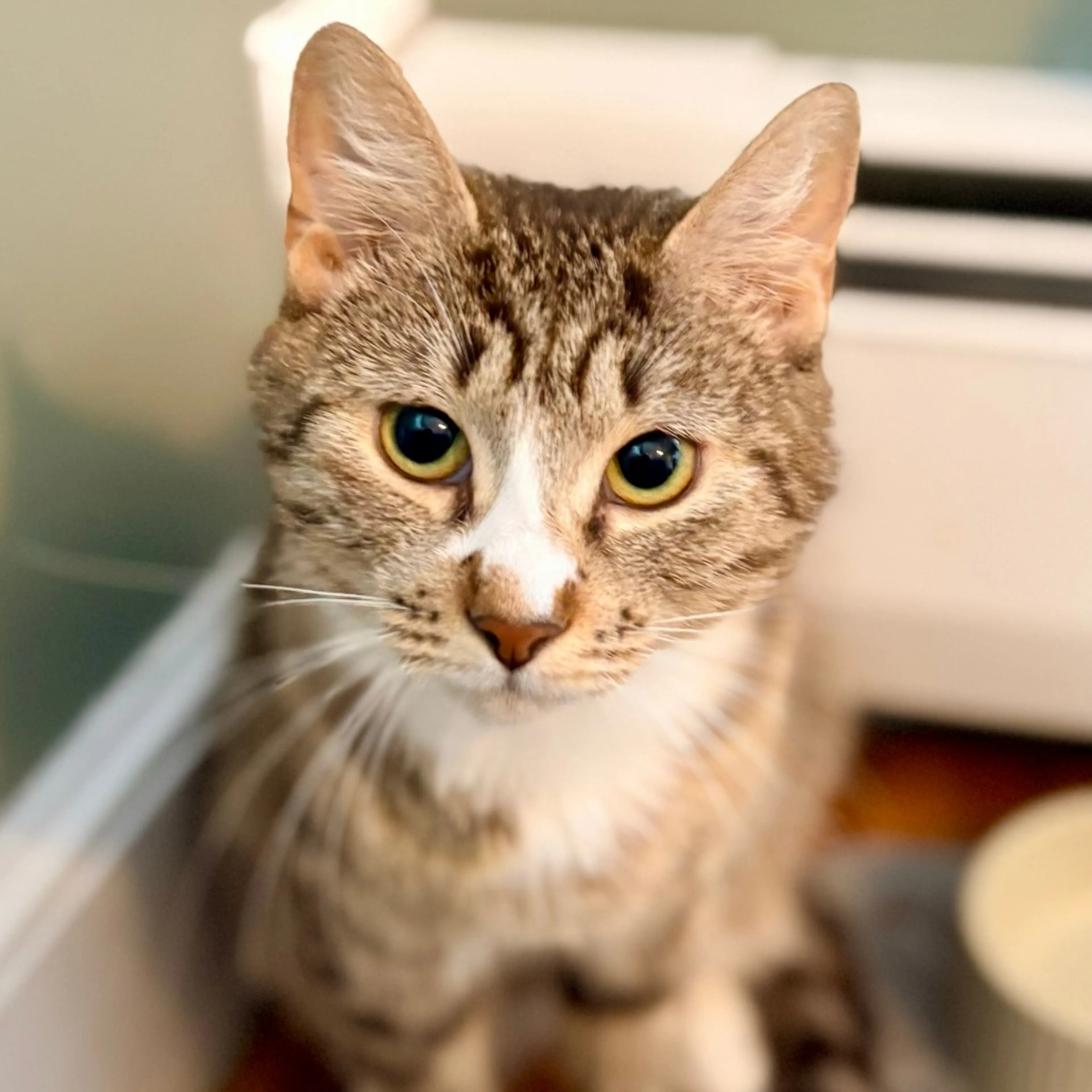 Found pet-14
