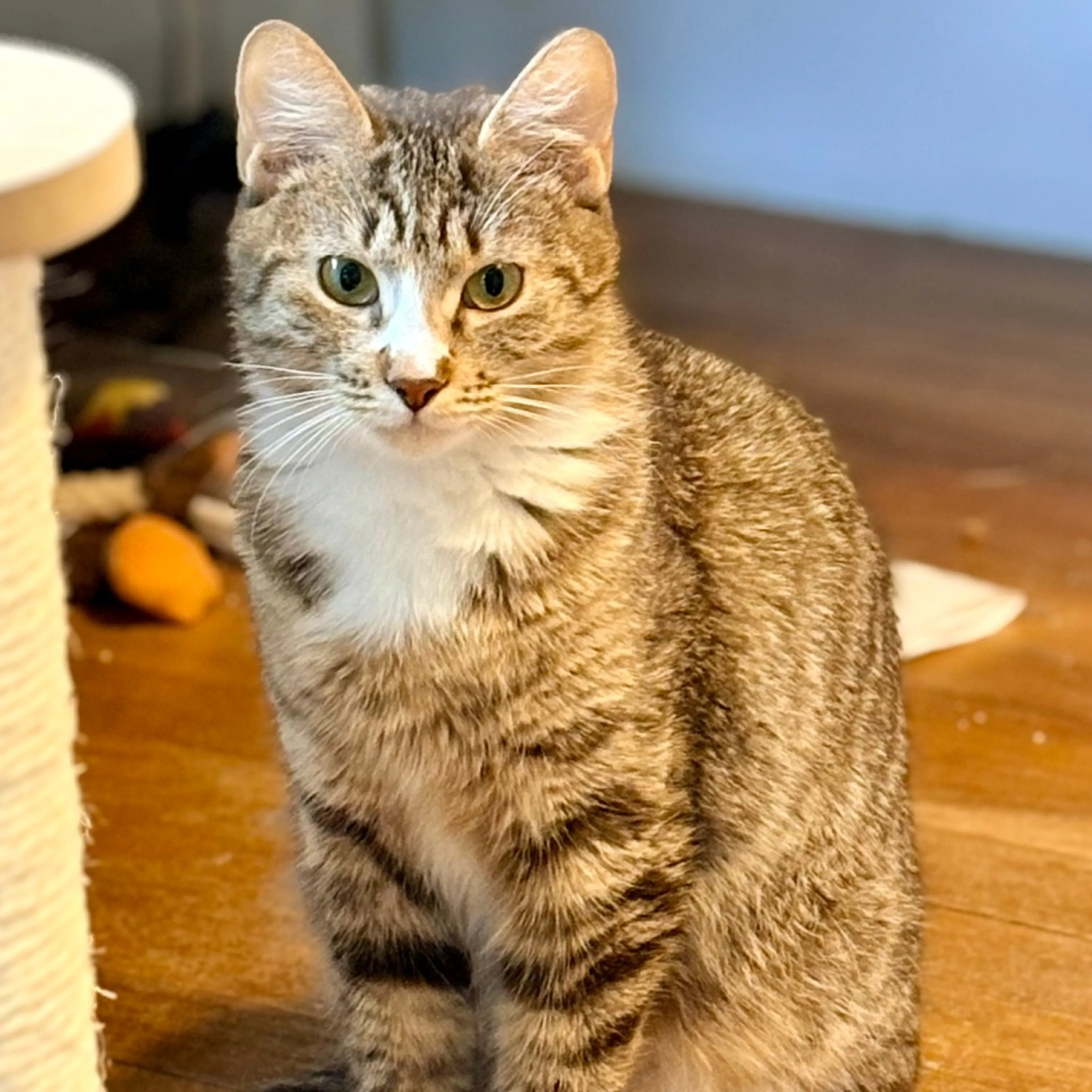 Found pet-13