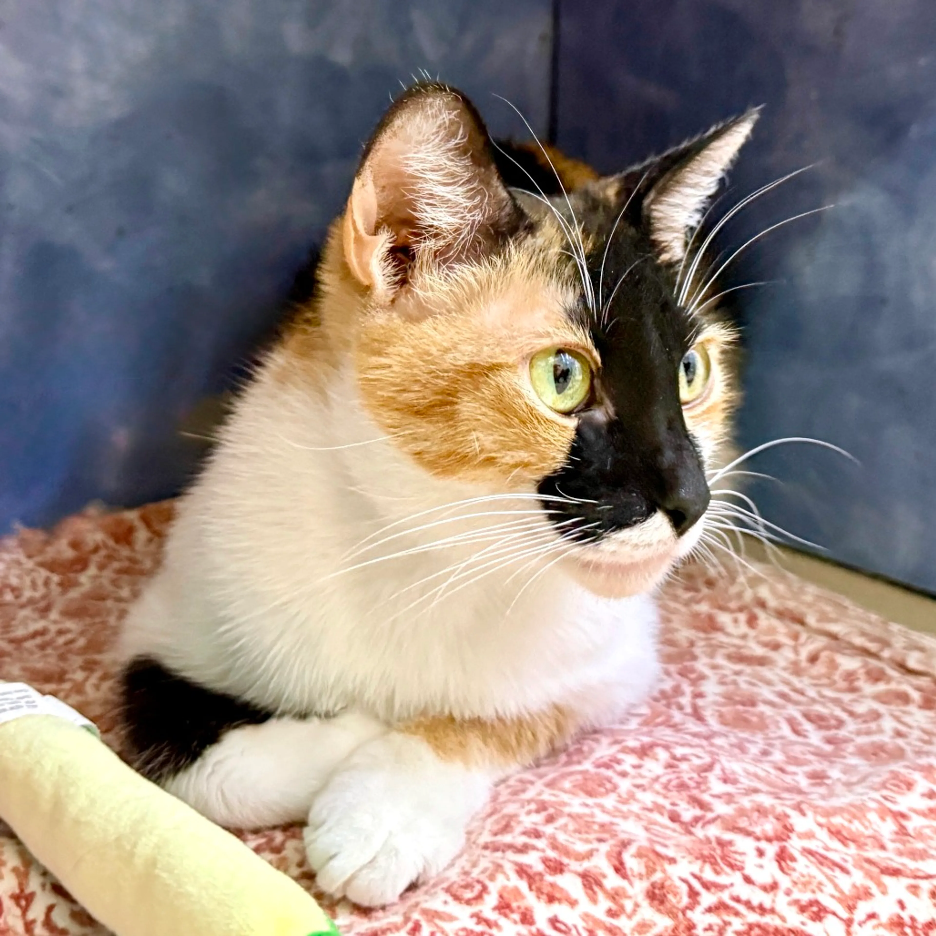 Found pet-12