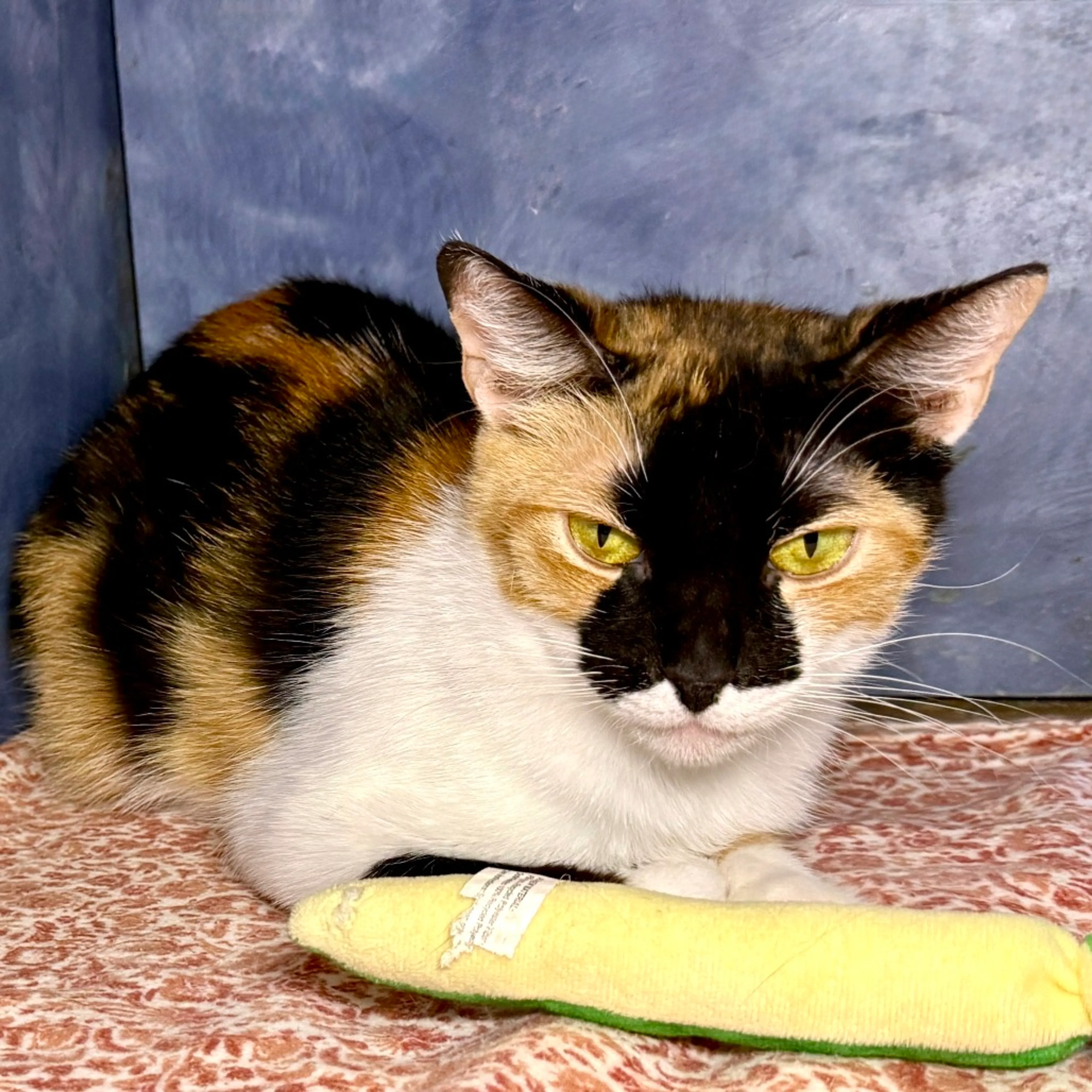 Found pet-11