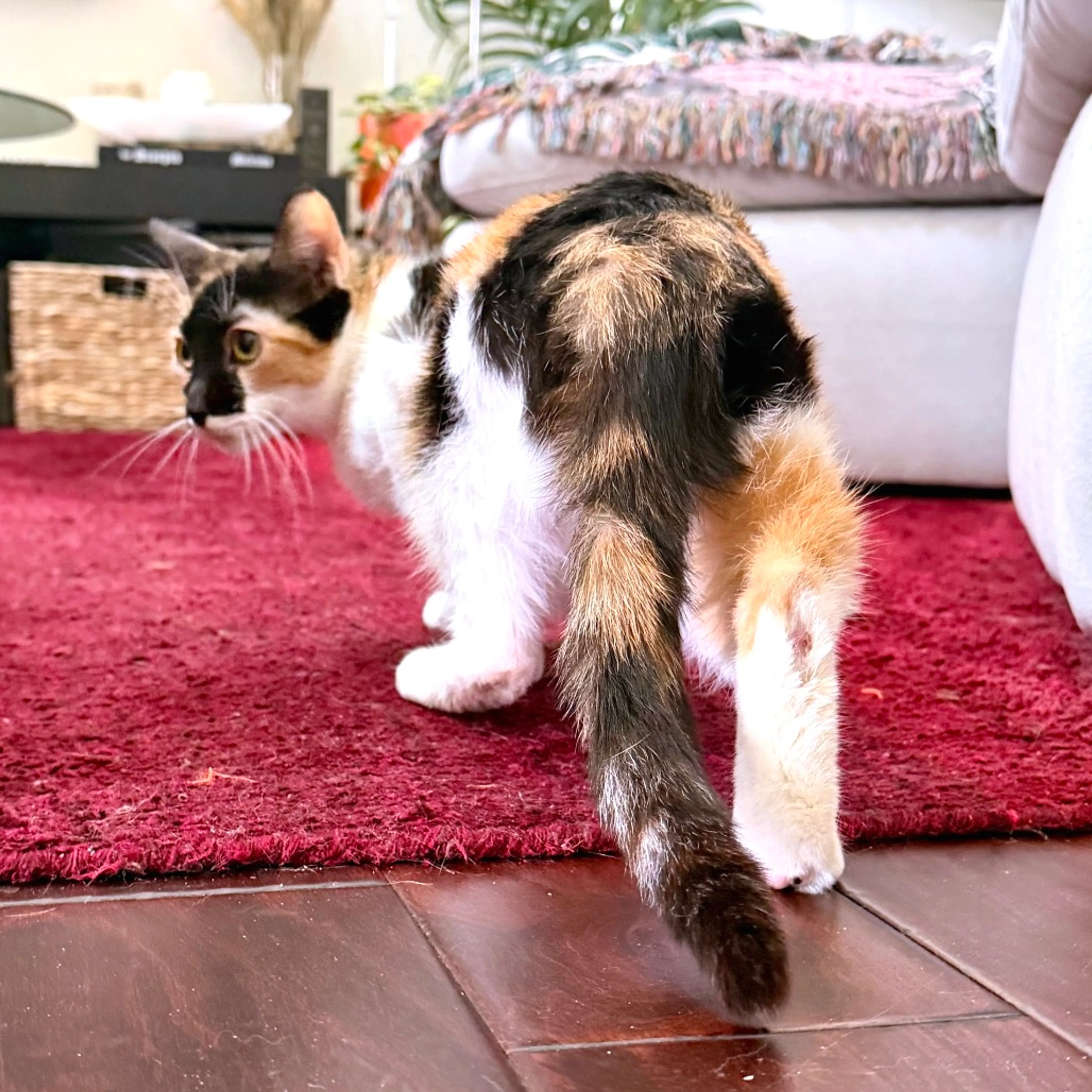 Found pet-5