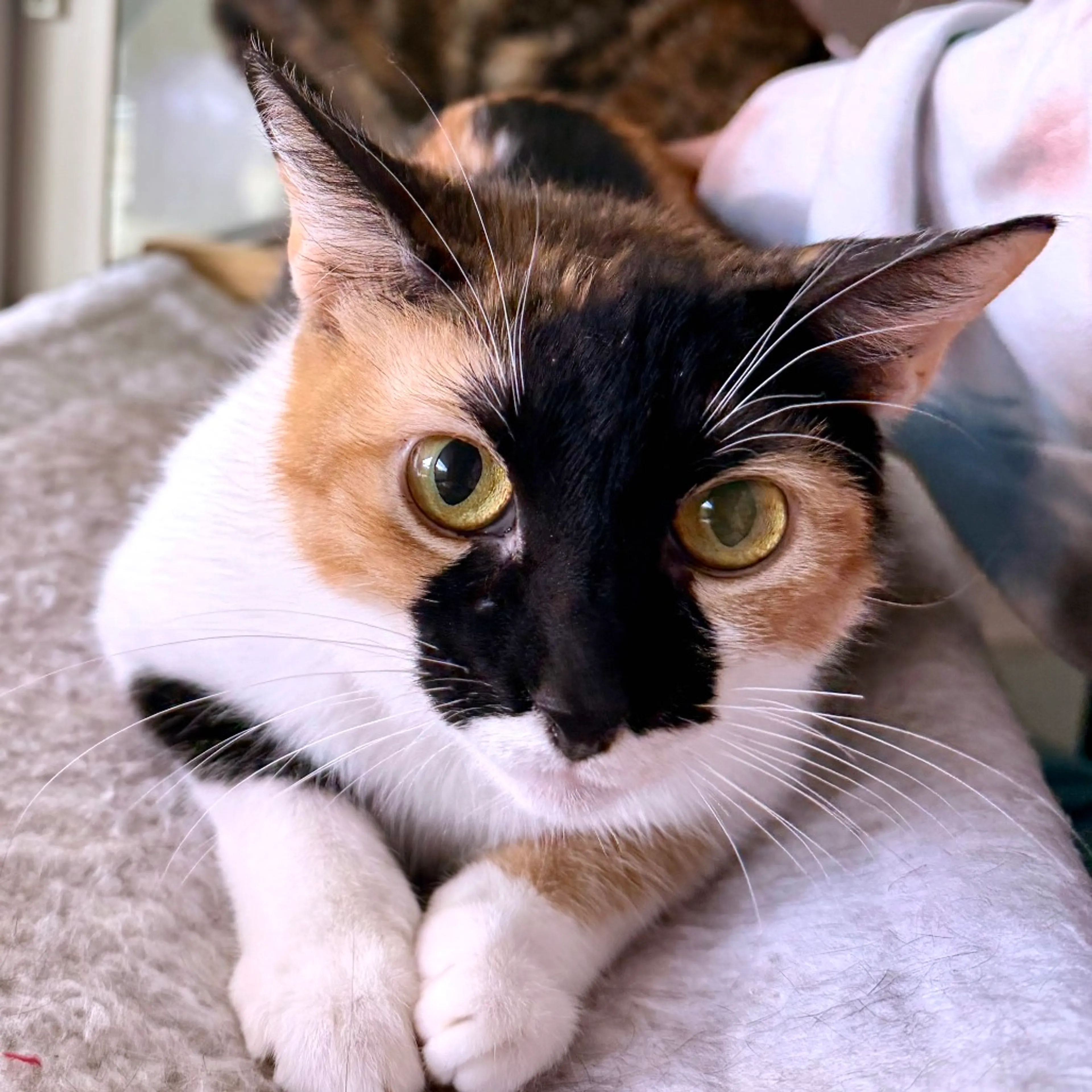Found pet-0
