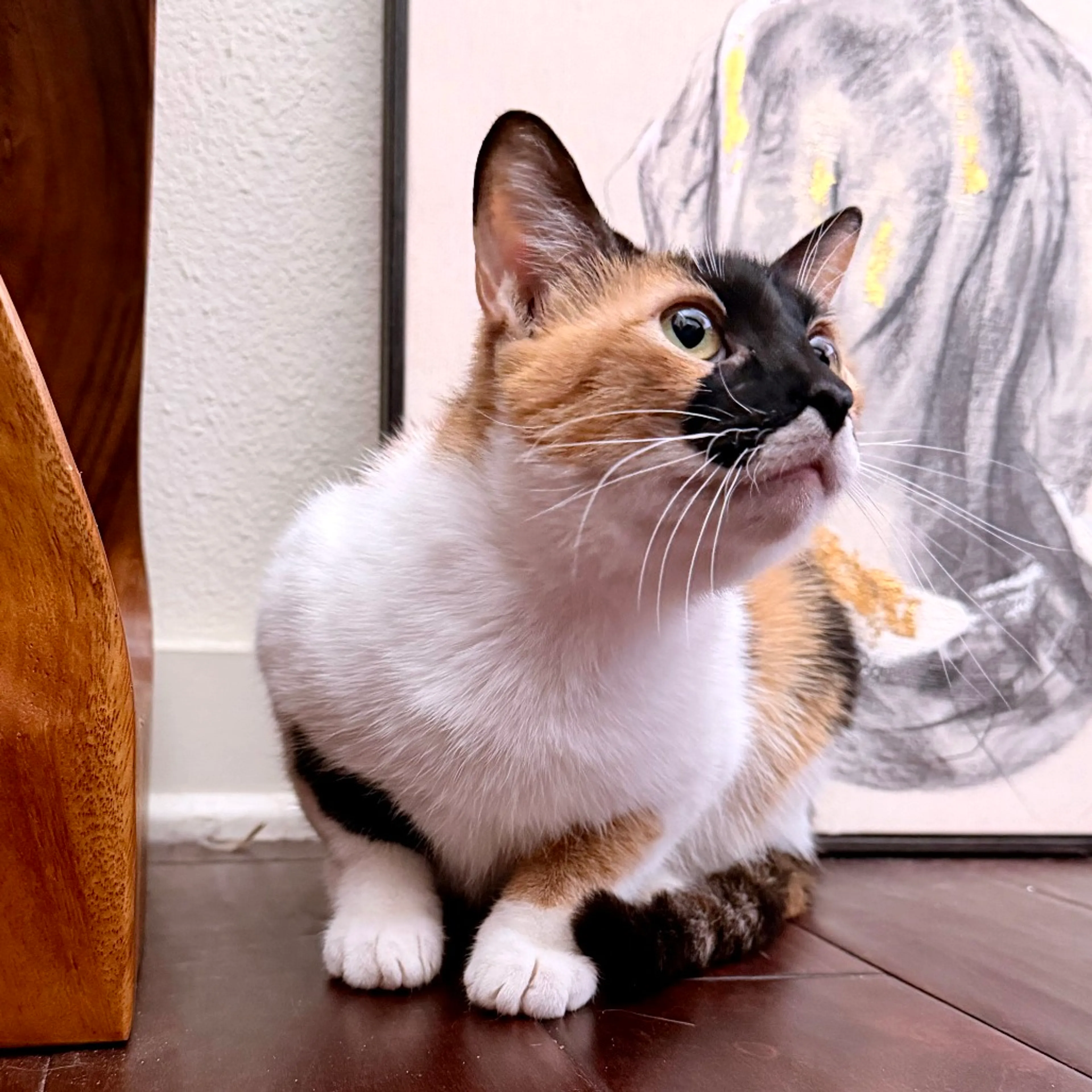 Found pet-6