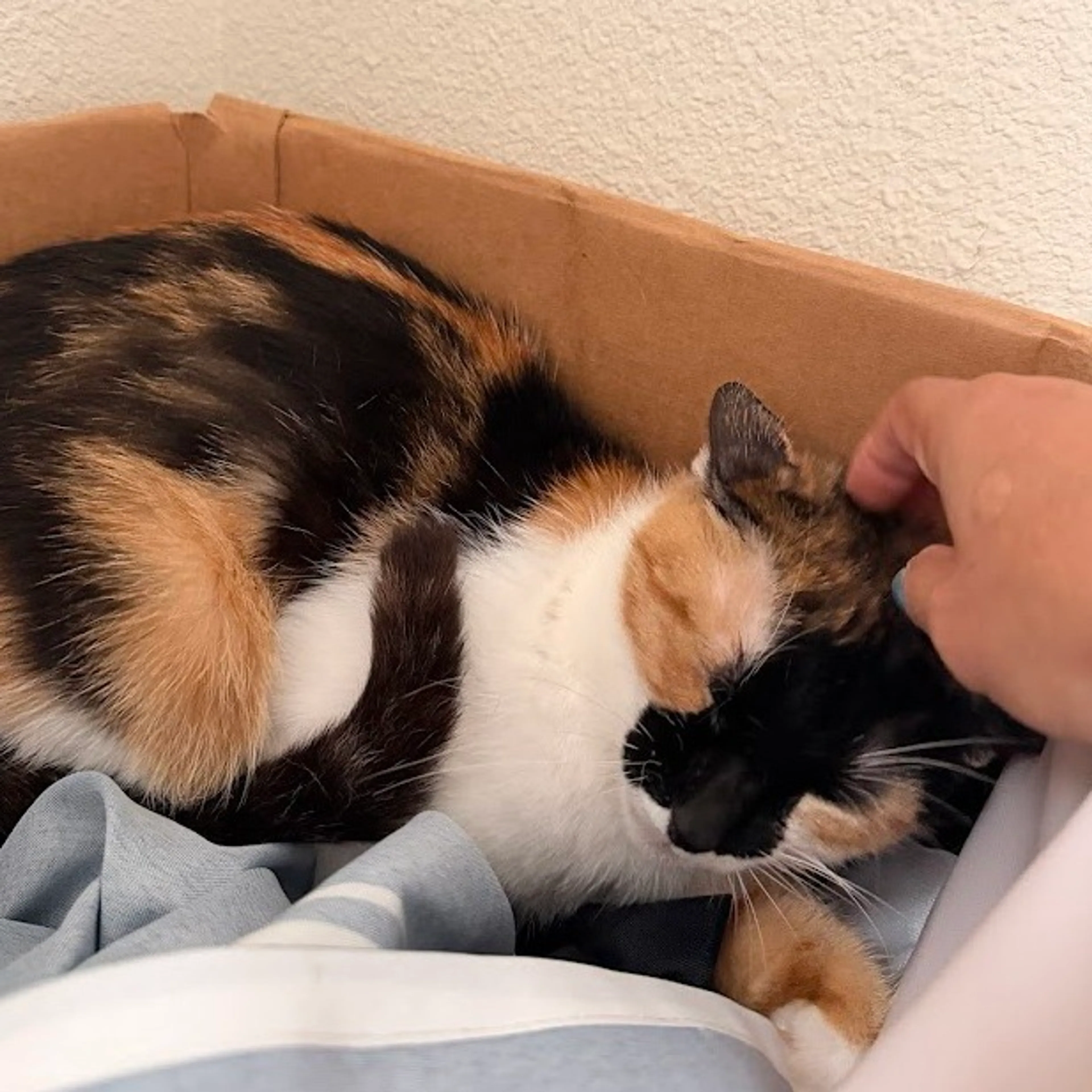 Found pet-4