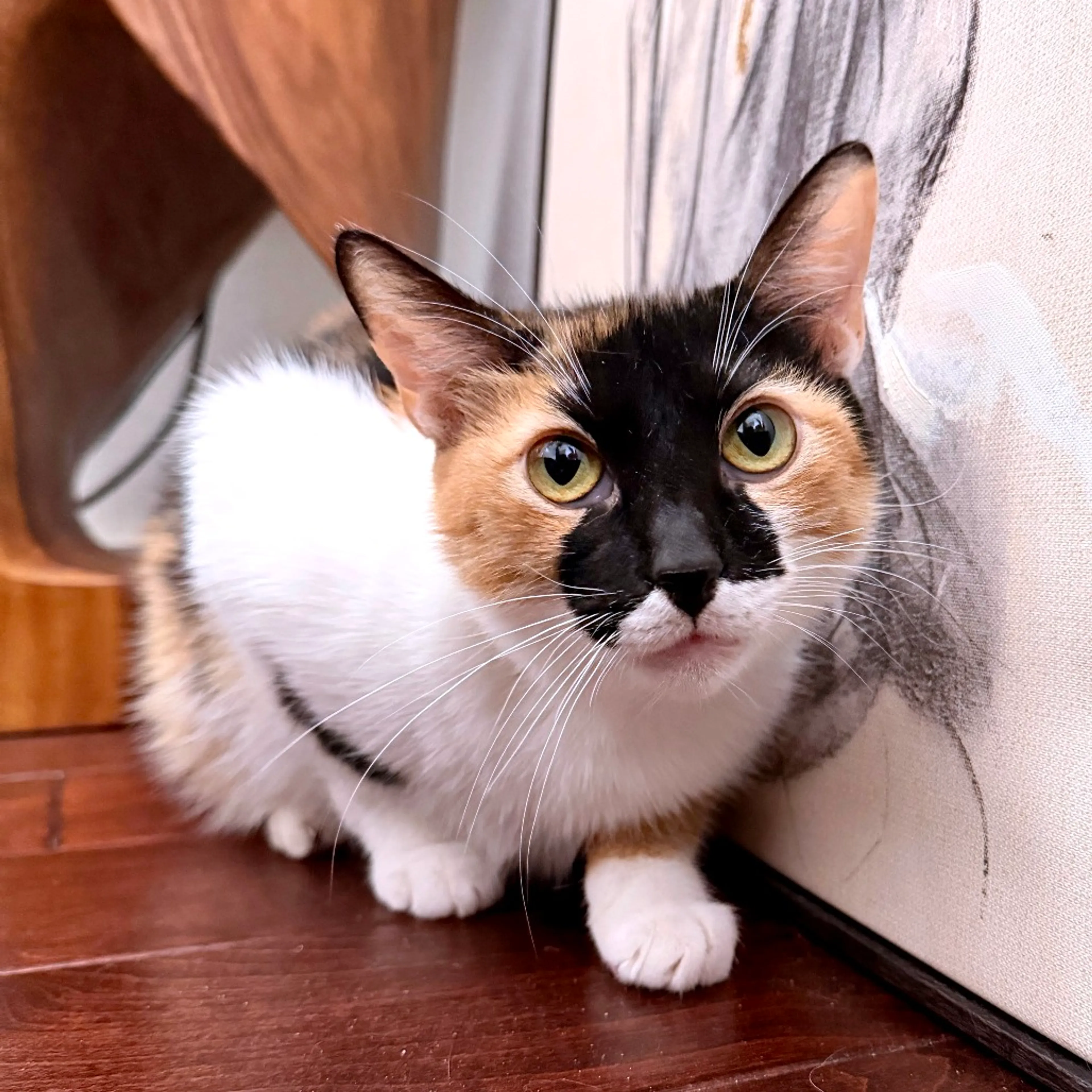 Found pet-8