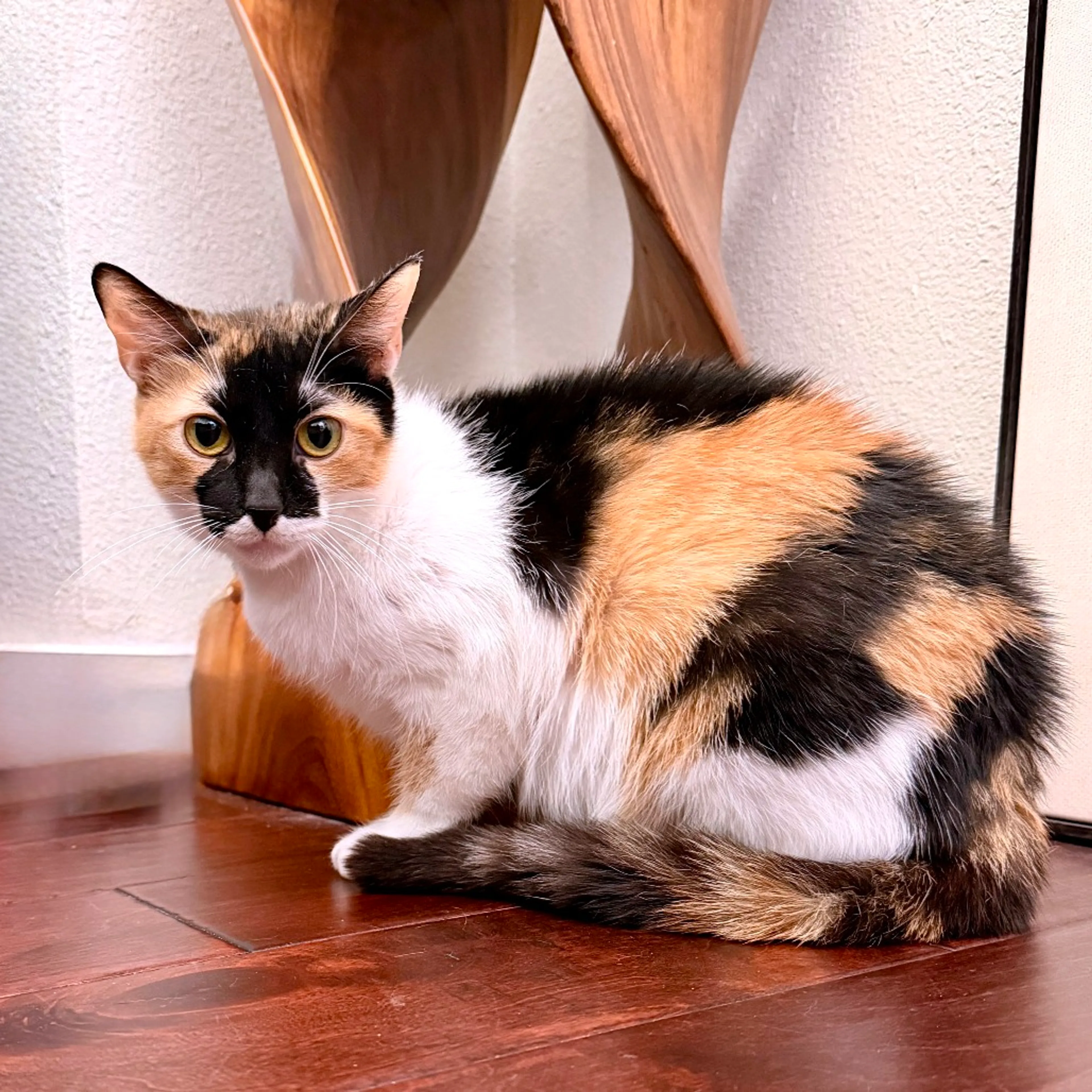 Found pet-7