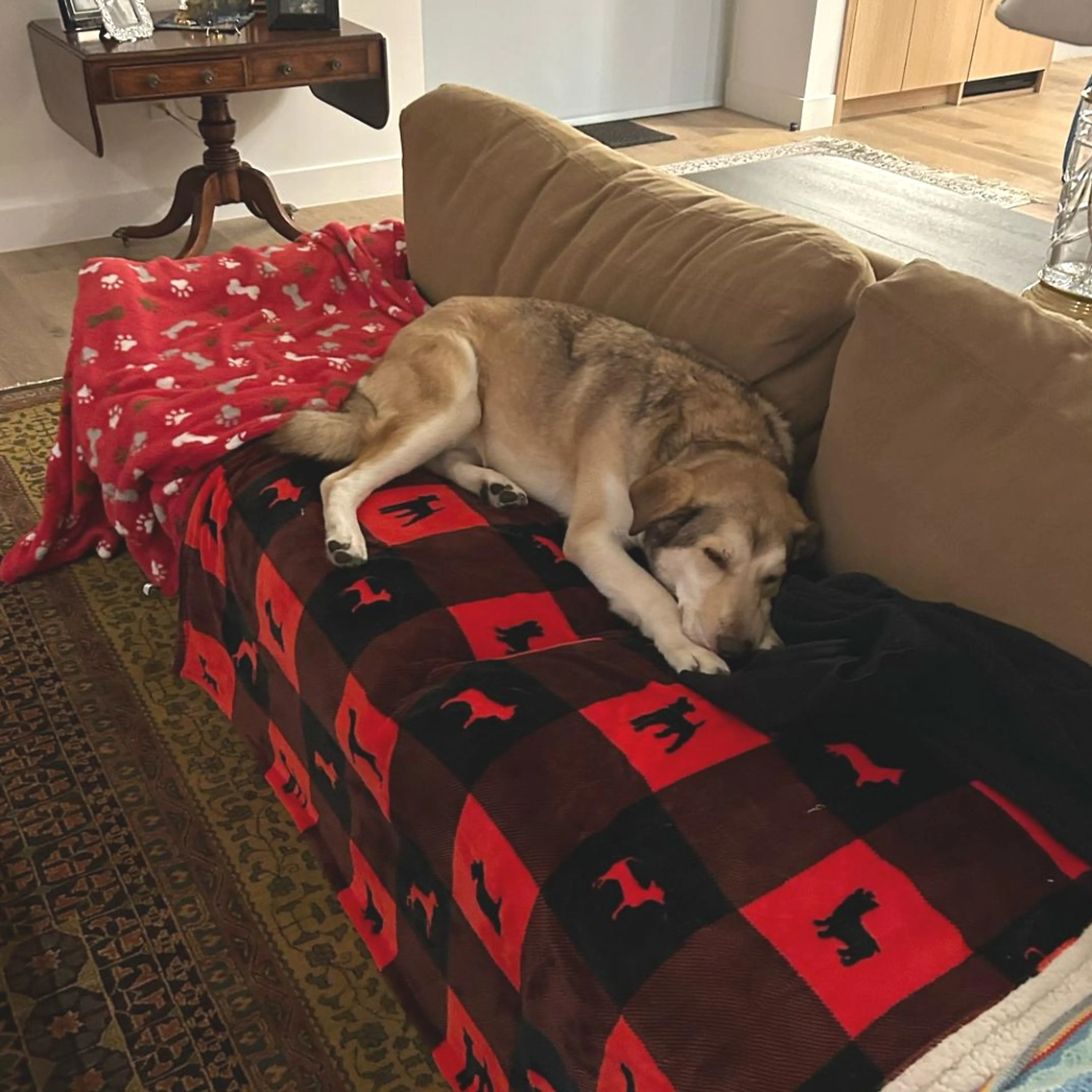 Found pet-13